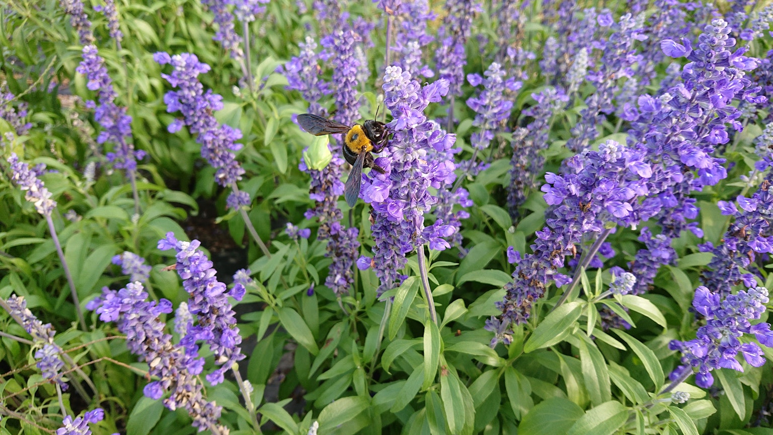 Una abeja en flores moradas en un entorno verde exuberante