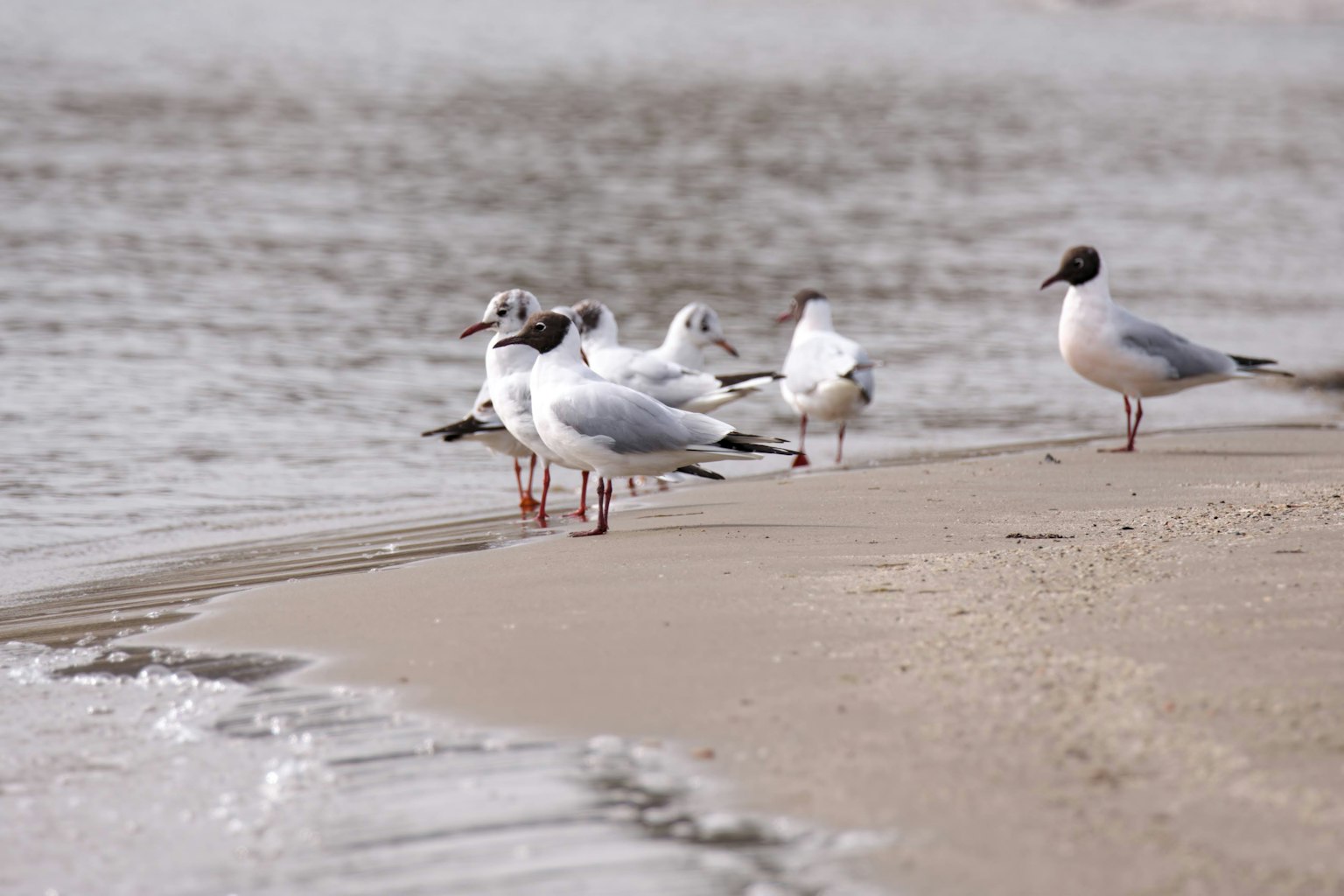 Gruppe weißer Möwen, die am Ufer nahe dem Wasser stehen