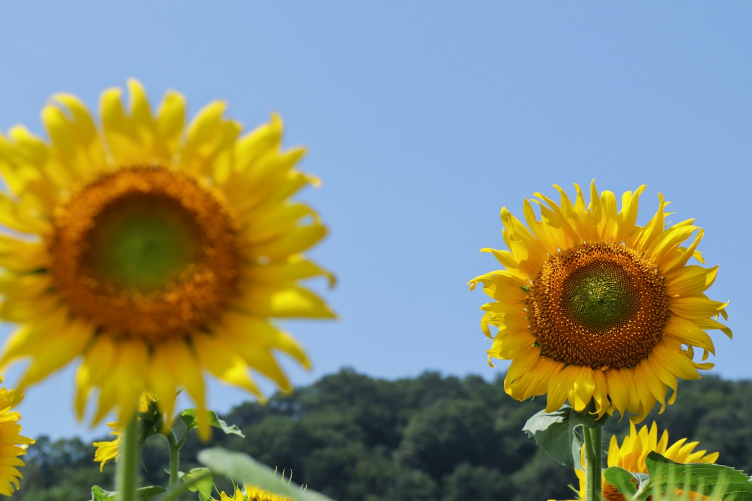 Des tournesols brillants fleurissant sous un ciel bleu clair