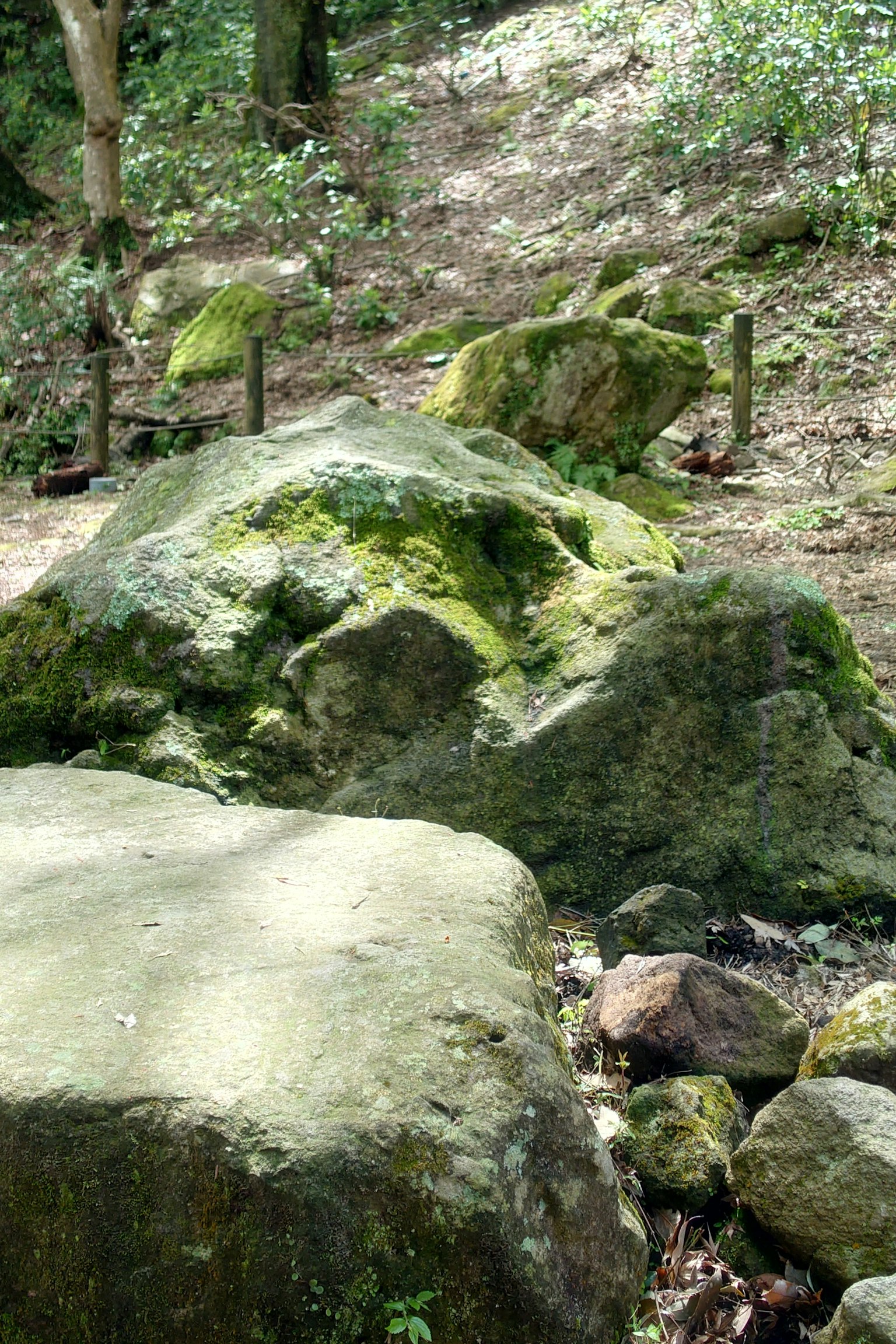 Großer moosbedeckter Felsen in einer natürlichen Waldumgebung