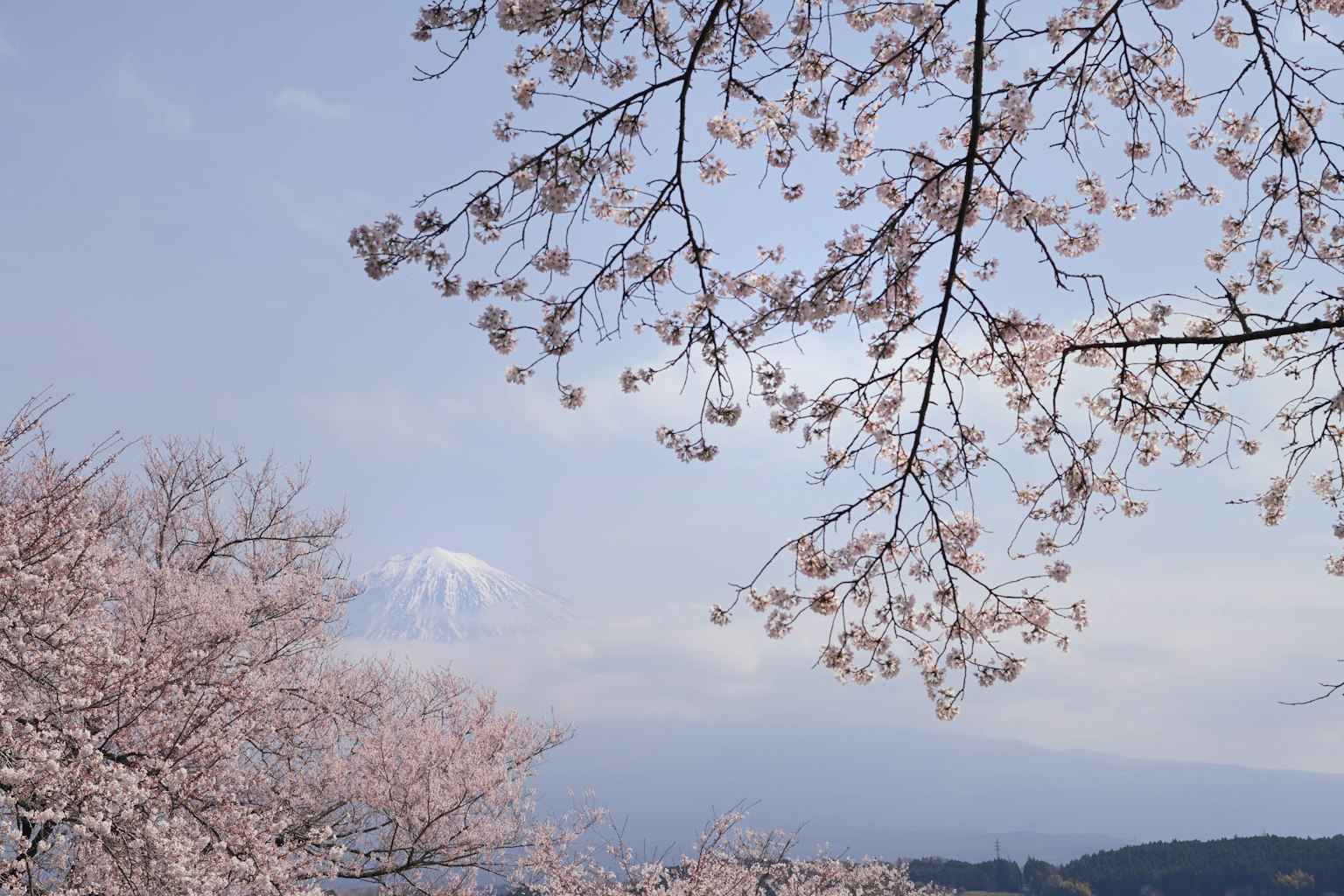 Pohon sakura berbunga dengan Gunung Fuji di latar belakang