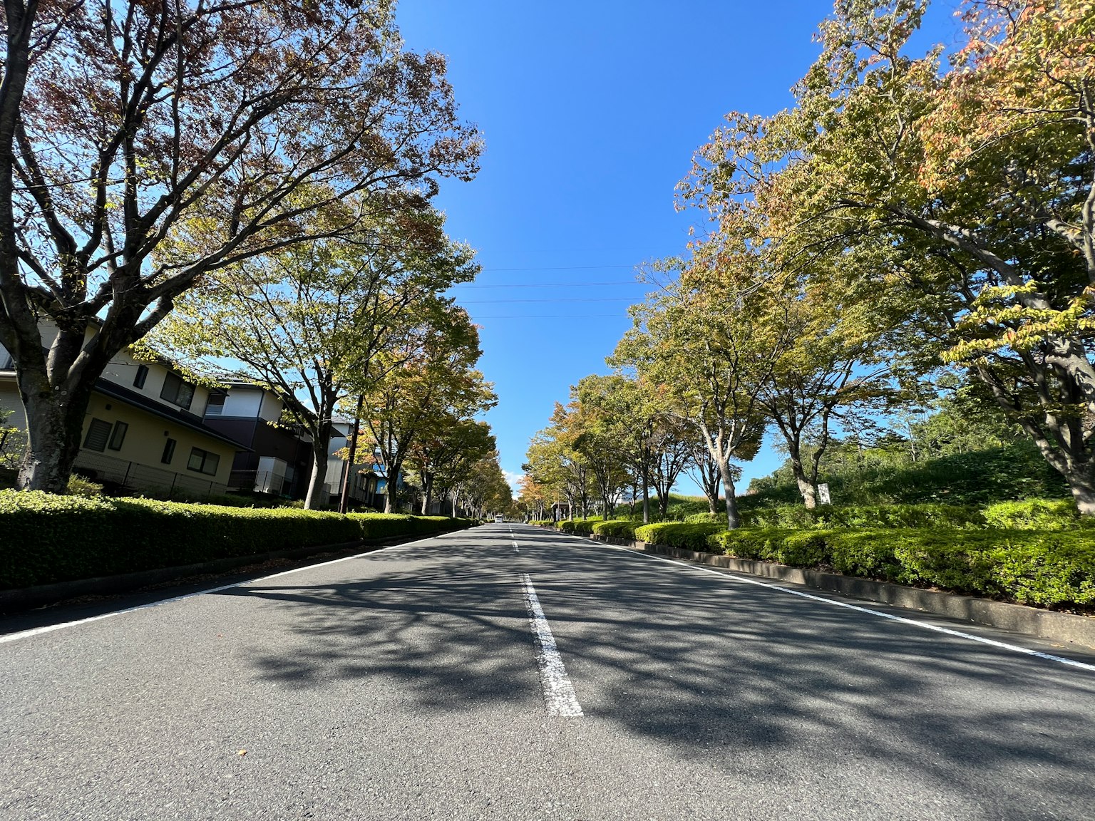 藍天下的寧靜道路和周圍的樹木