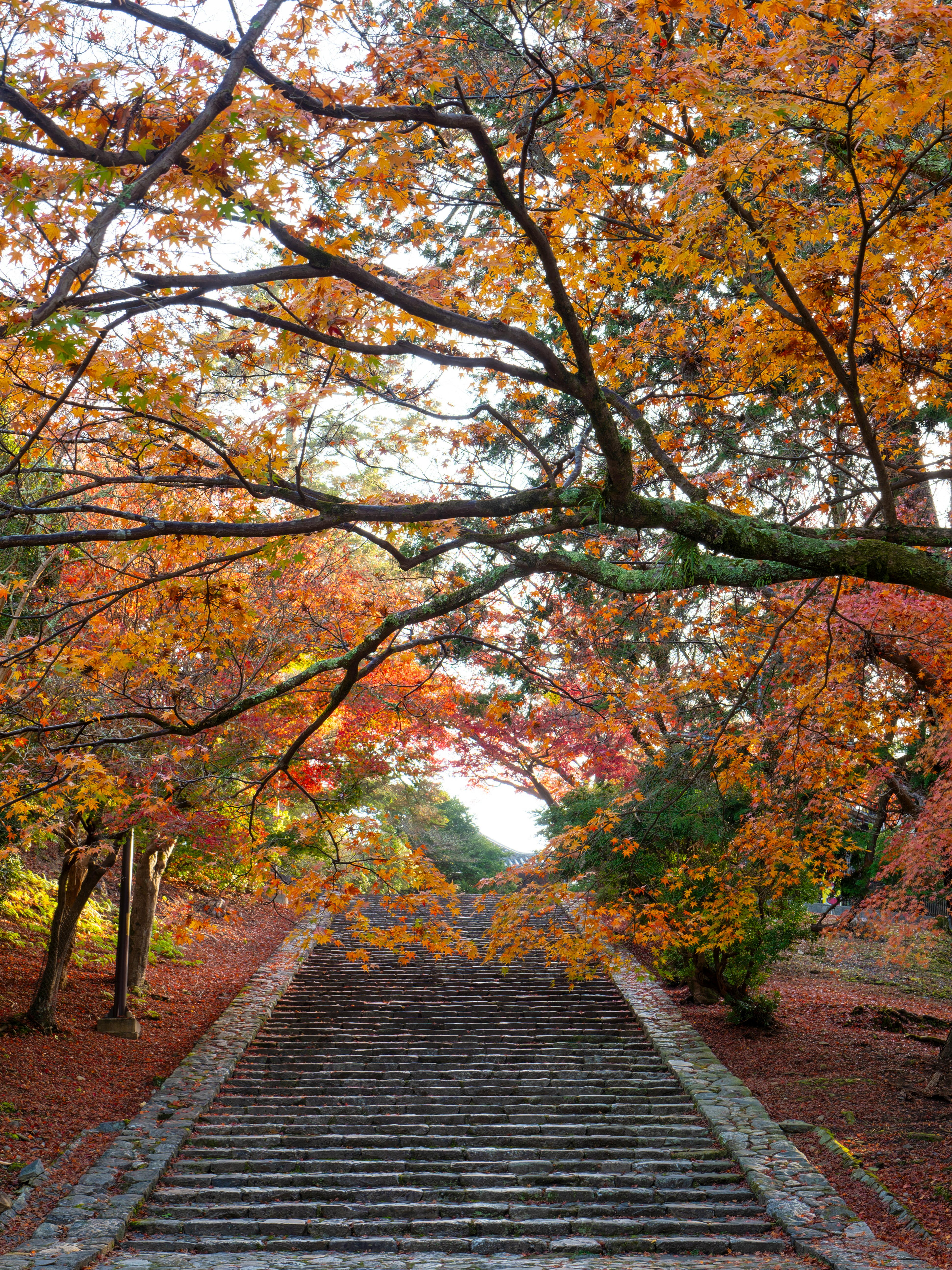 東大寺の猫段の紅葉が続く石段の秋景色