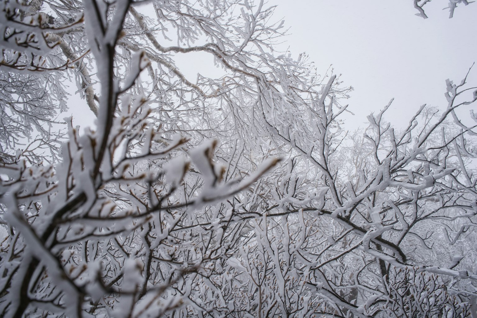 Snow-covered branches of trees in a serene winter landscape
