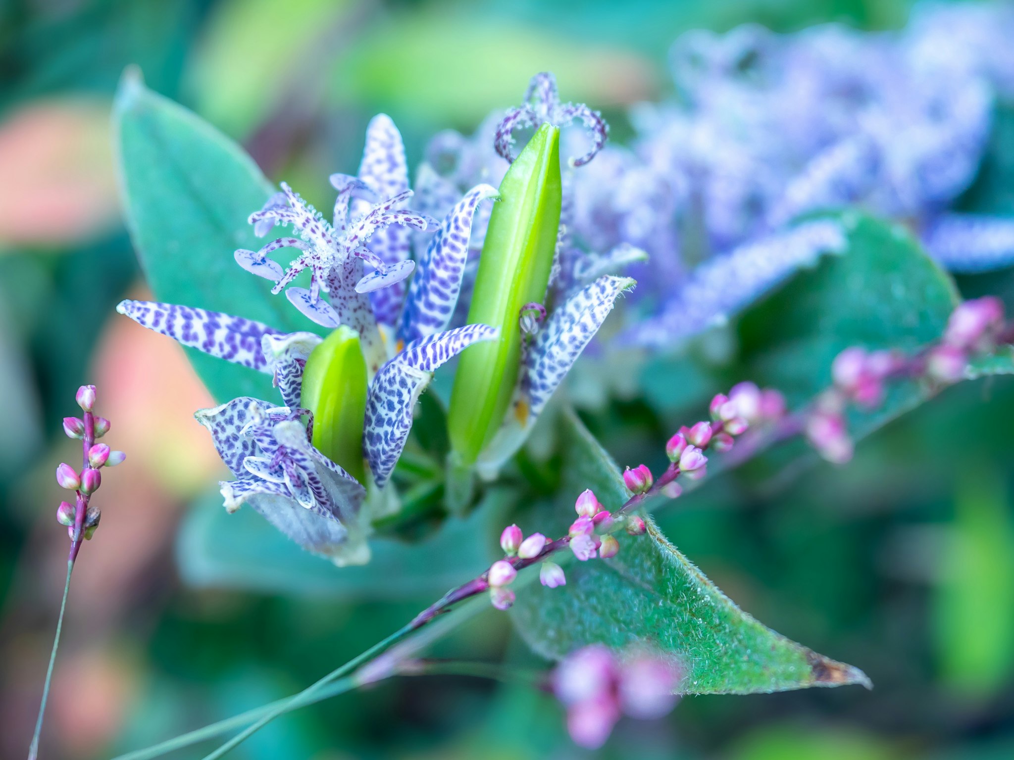 花のつぼみと紫の小花が咲く庭の草花