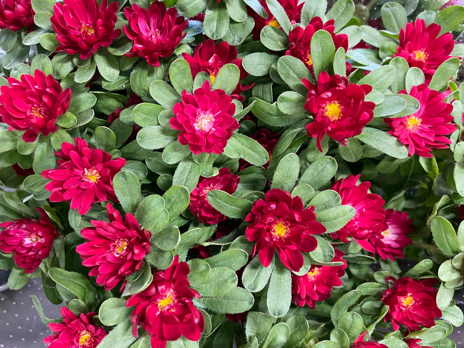 Kedekatan bunga merah cerah dengan daun hijau