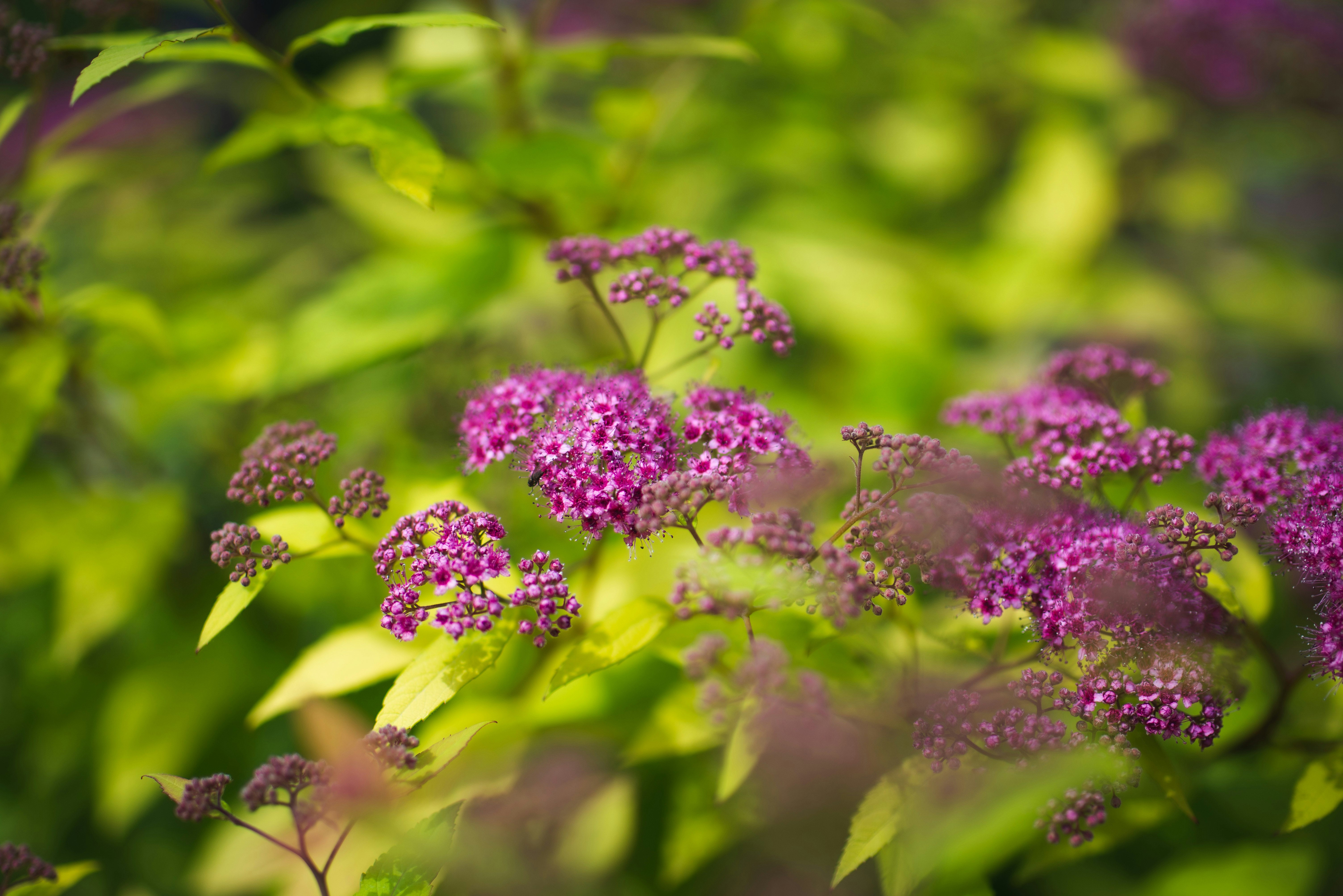 シモツケ（スピラエア）の花と新緑のボケ背景