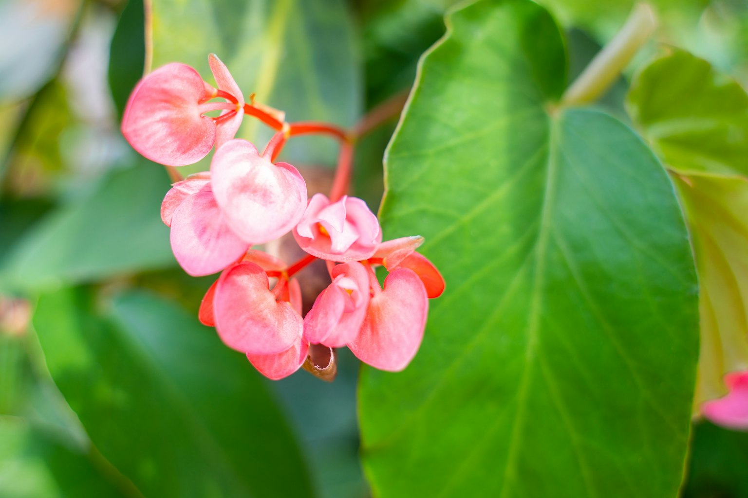 Acercamiento de flores rosas en una planta de begonia rodeada de hojas verdes
