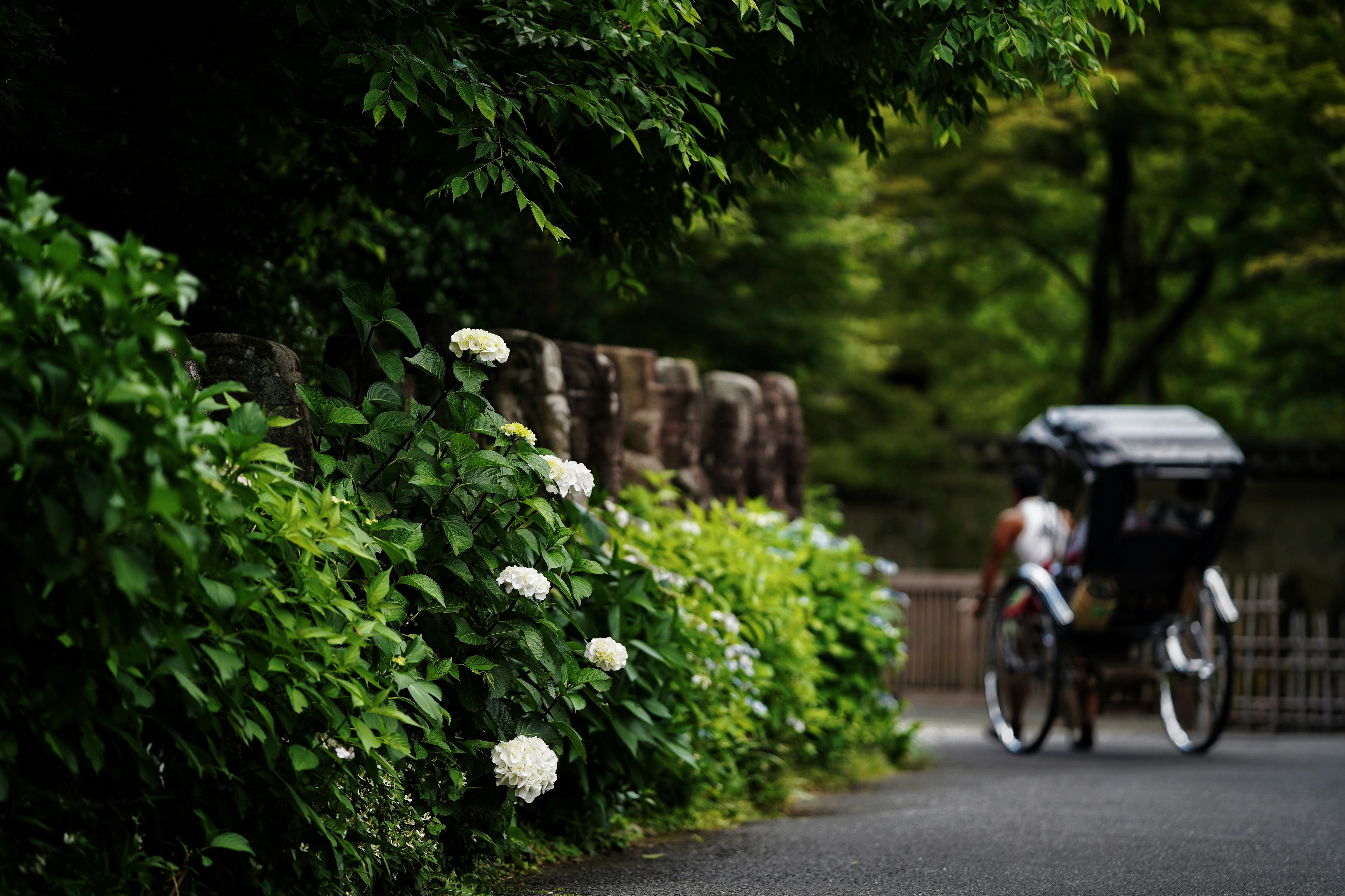 Hydrangeas in Arashiyama with a rickshaw passing on a green lane