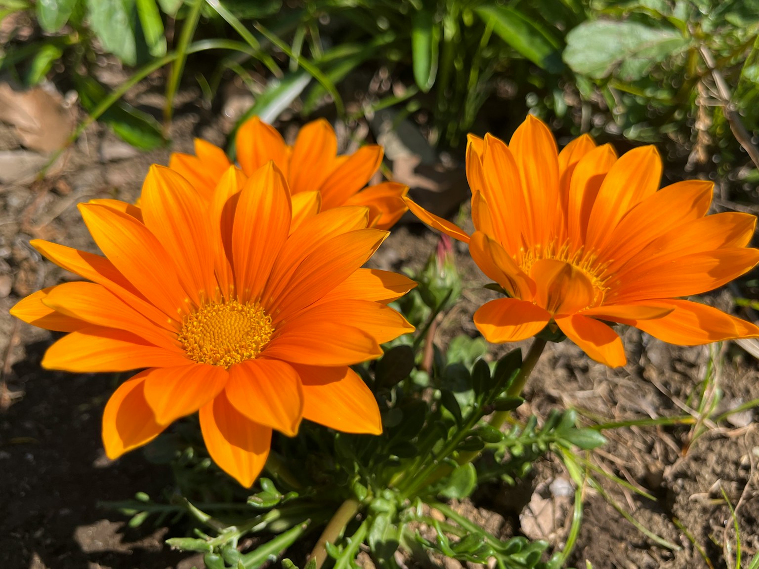 Fleurs orange vives en fleurs dans un jardin