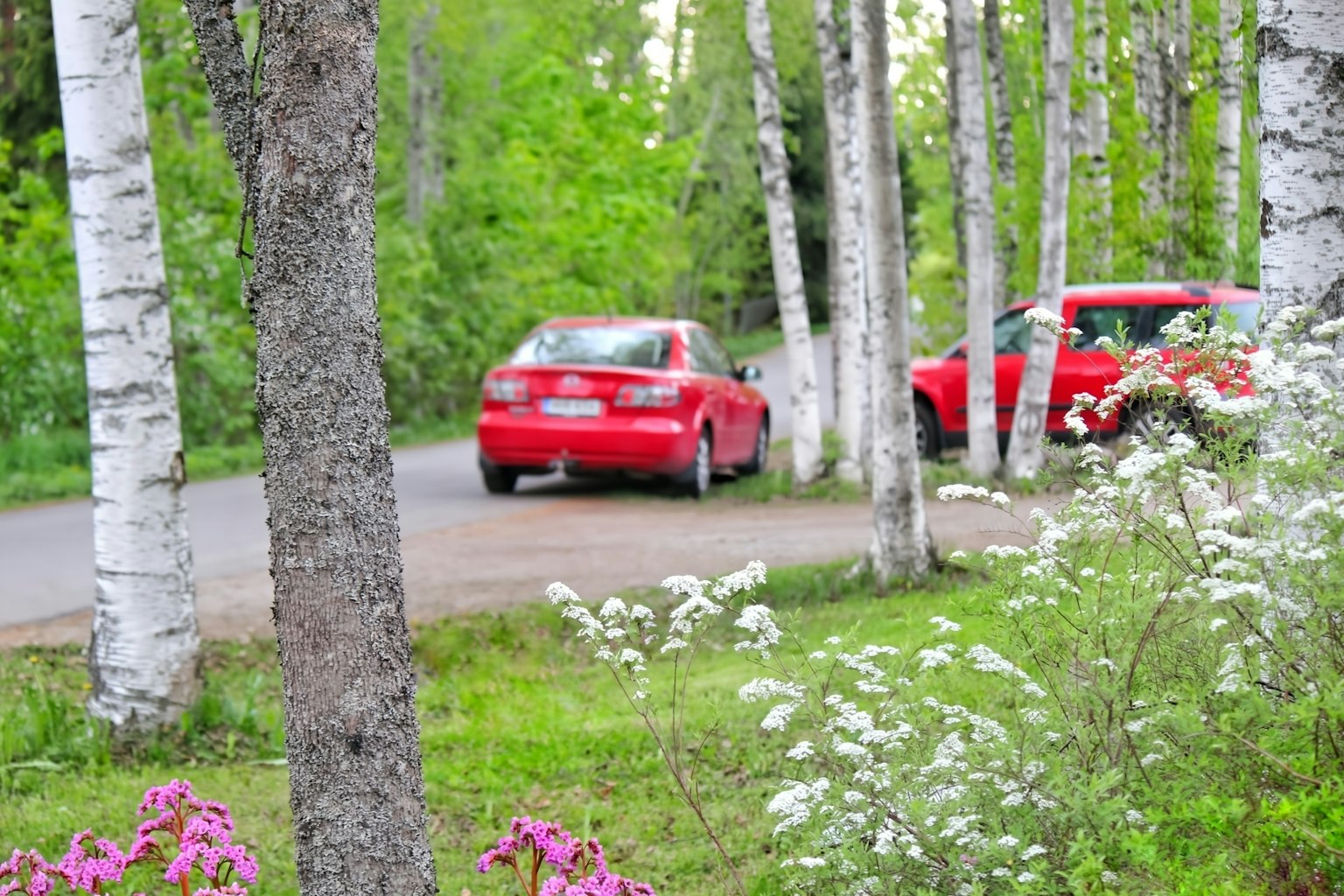 Vista panoramica di auto rosse parcheggiate lungo una strada circondata da betulle e fiori