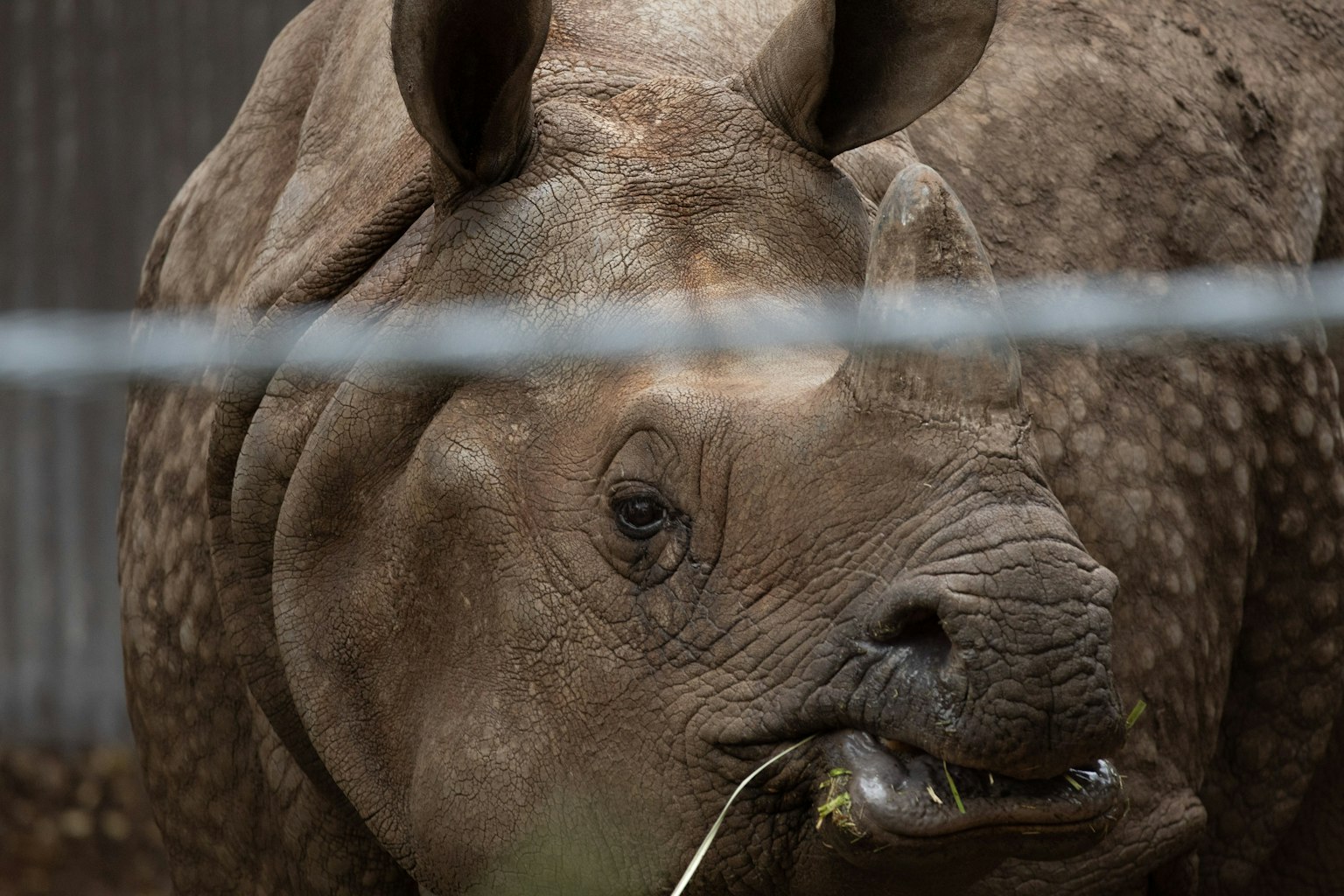 Close-up image of a rhinoceros eating grass