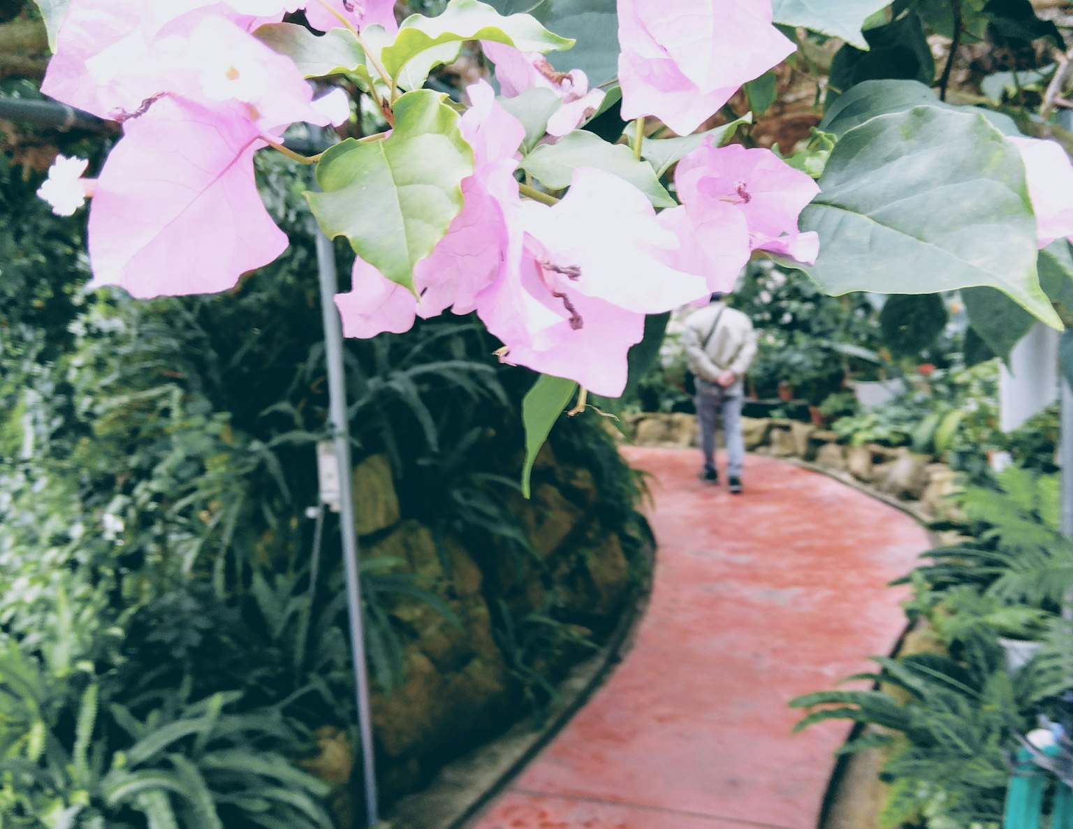 Una persona che cammina lungo un sentiero tortuoso in un giardino lussureggiante con fiori rosa