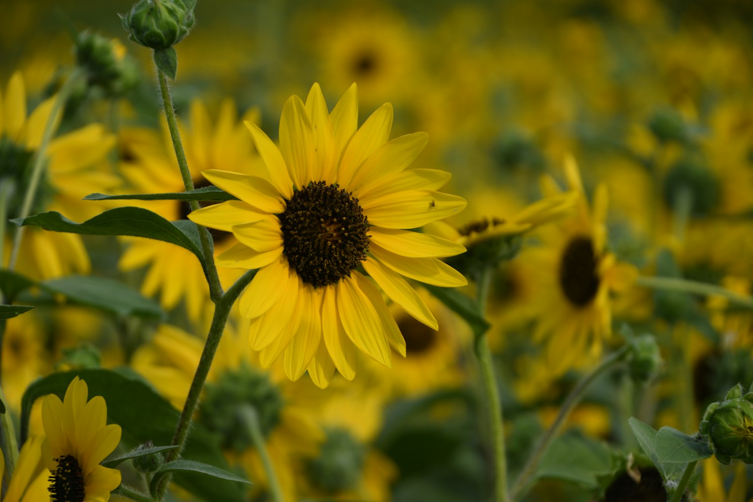 Vibrant sunflowers blooming under a clear sky