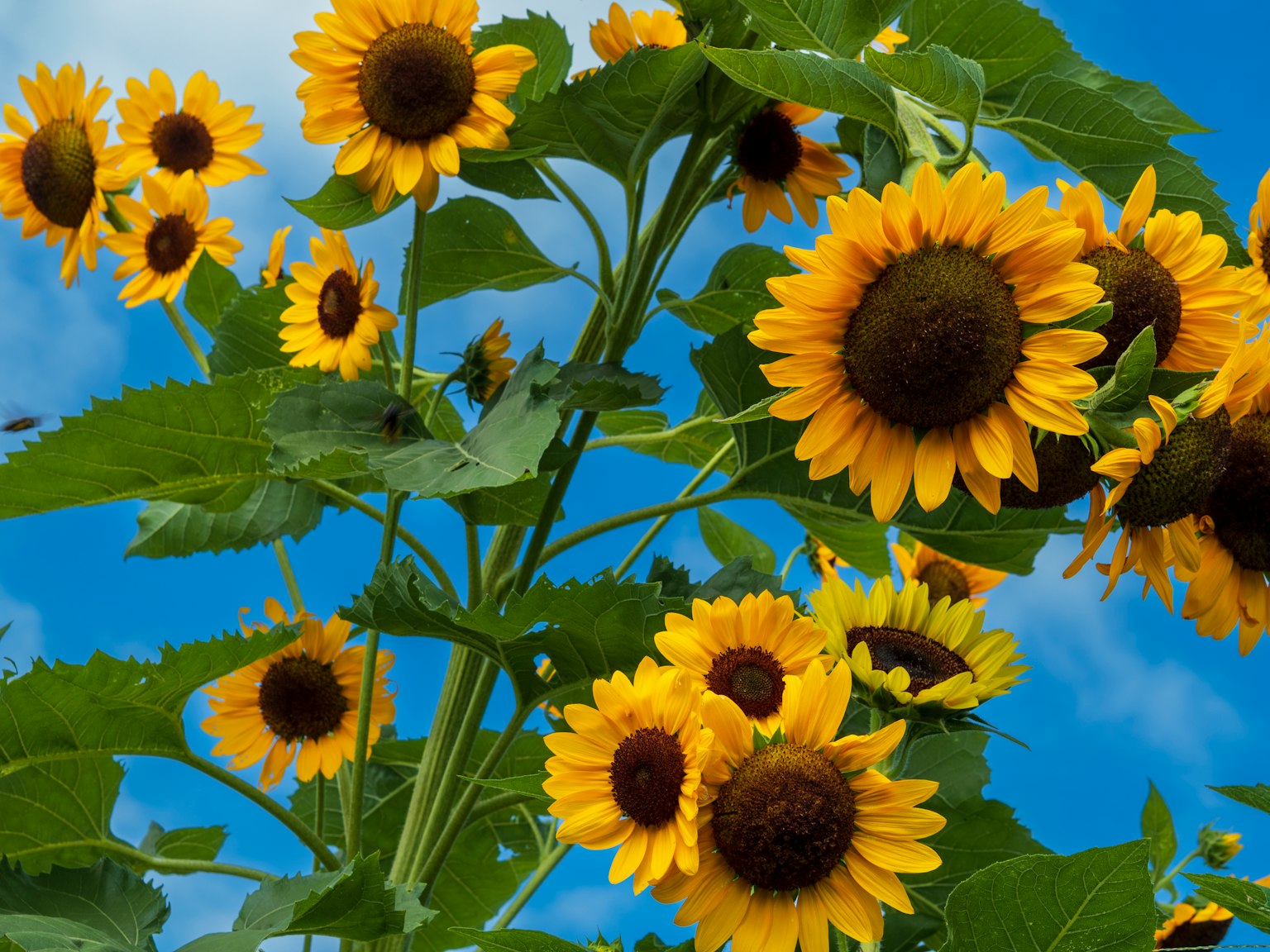 Fleurs de tournesol brillantes fleurissant sous un ciel bleu
