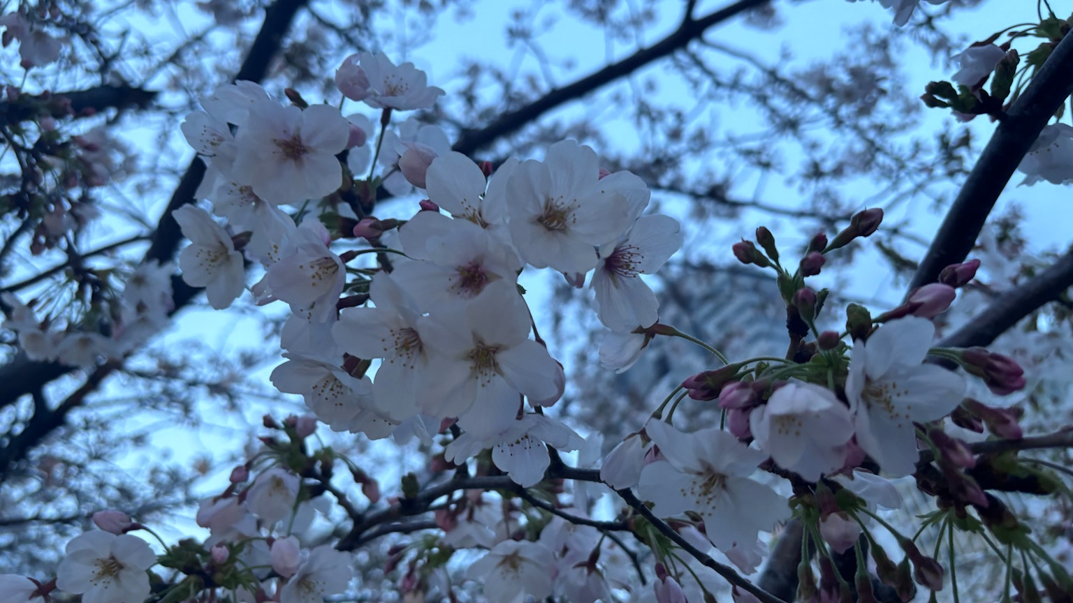 Fiori di ciliegio in un paesaggio notturno