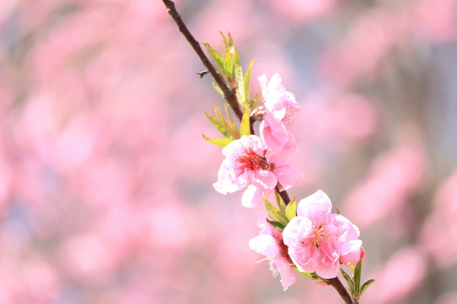 Gros plan sur une branche de cerisier avec des fleurs roses arrière-plan flou