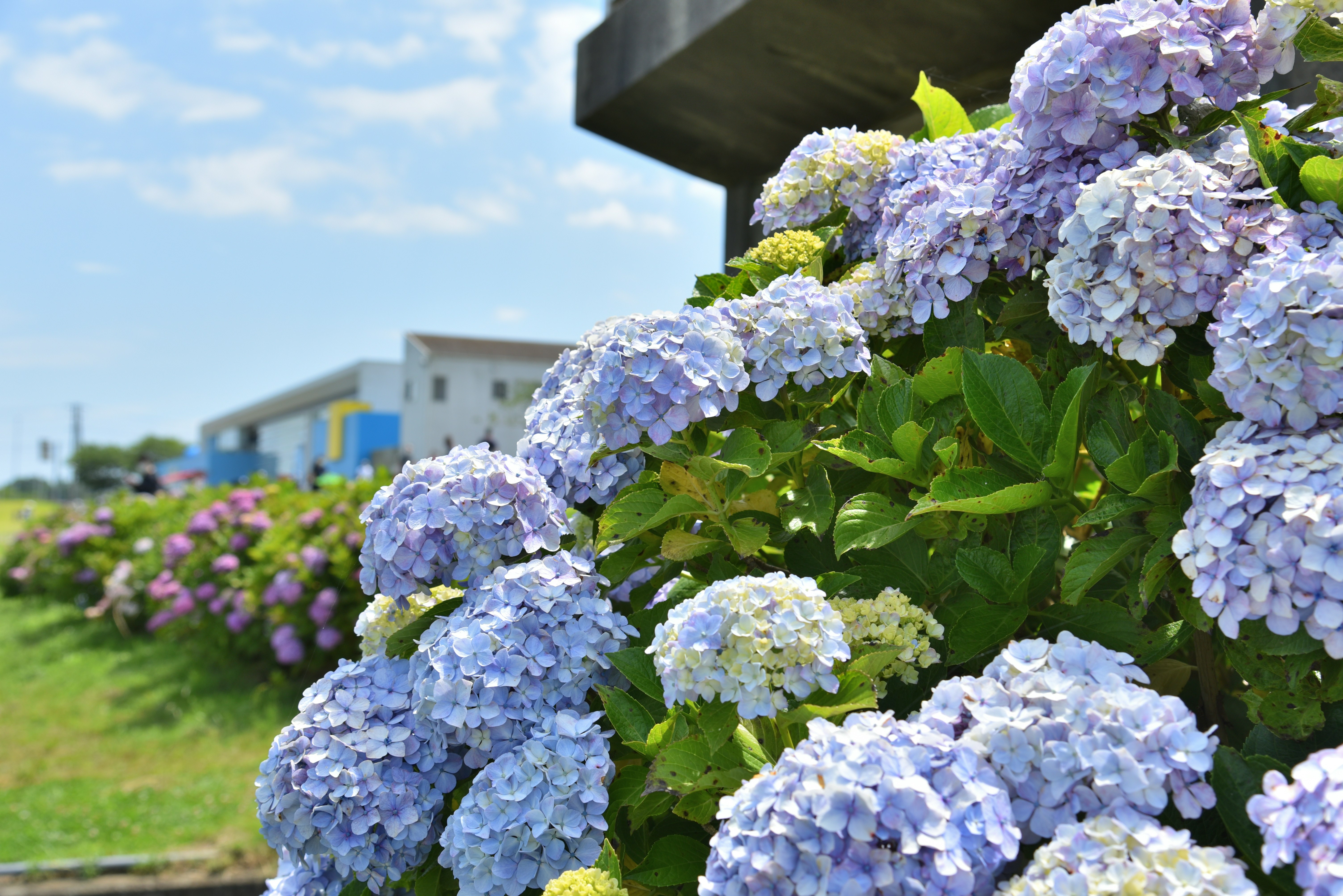 Hydrangea flowers in shades of blue and purple with a clear sky in the background