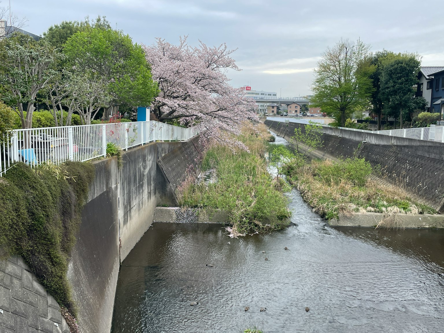 Pemandangan indah sungai dengan pohon sakura yang mekar dan vegetasi yang subur