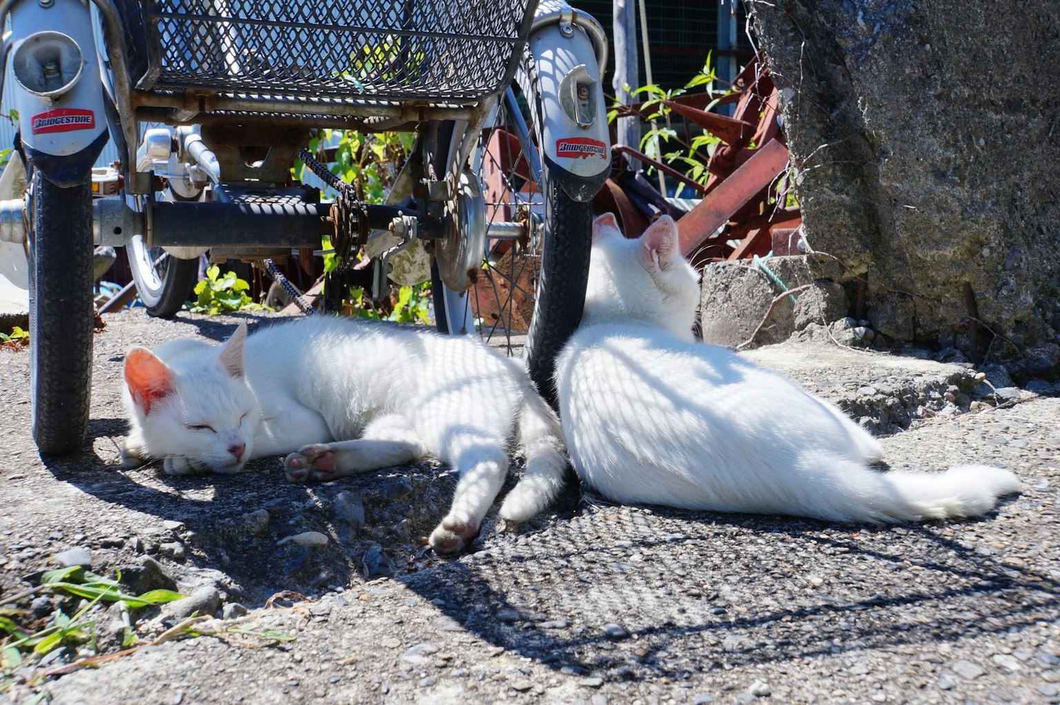 Due gatti bianchi che si rilassano all'aperto vicino a una ruota di bicicletta