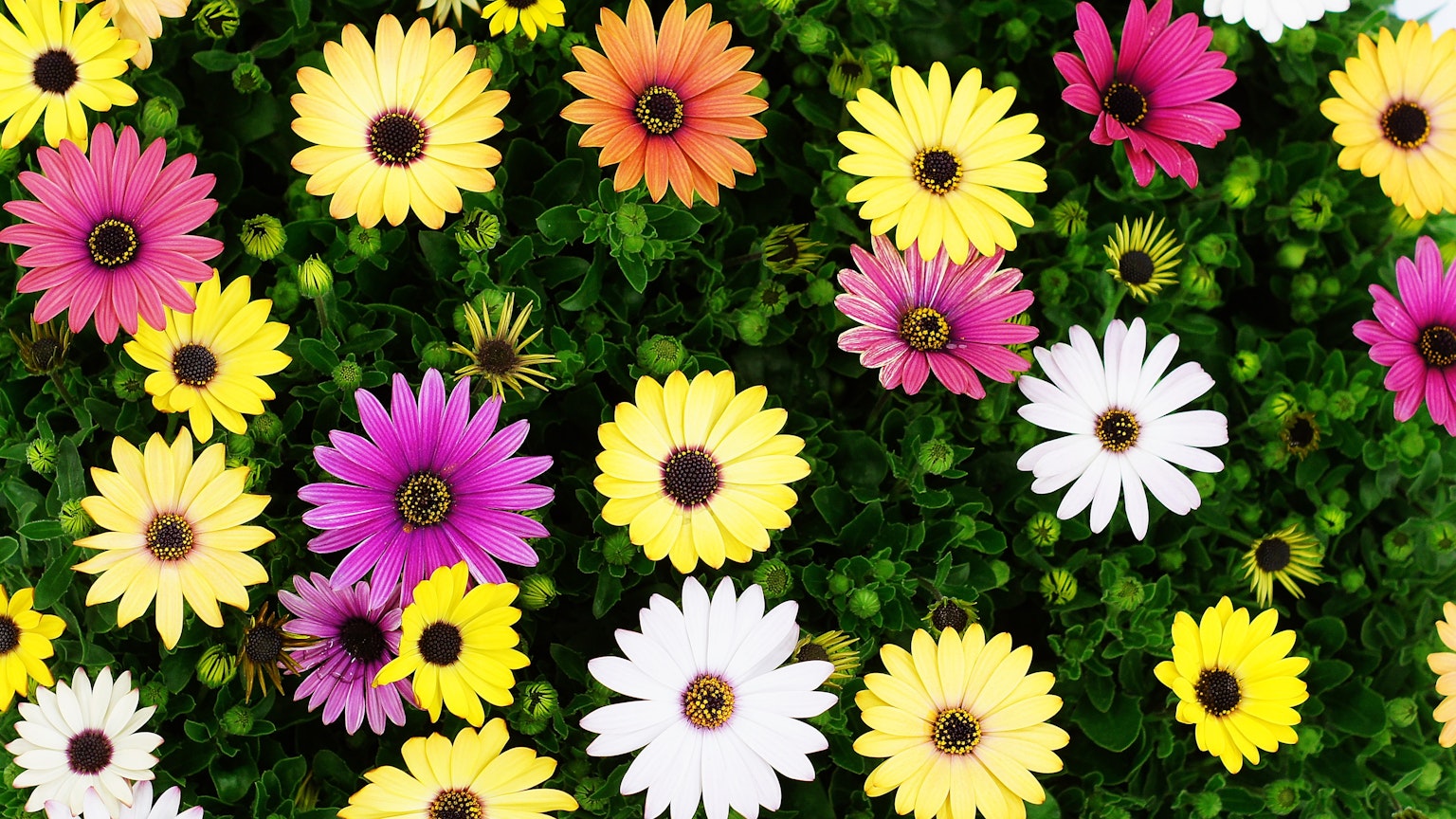 Acercamiento de flores coloridas con flores amarillas rosas y blancas sobre un fondo verde