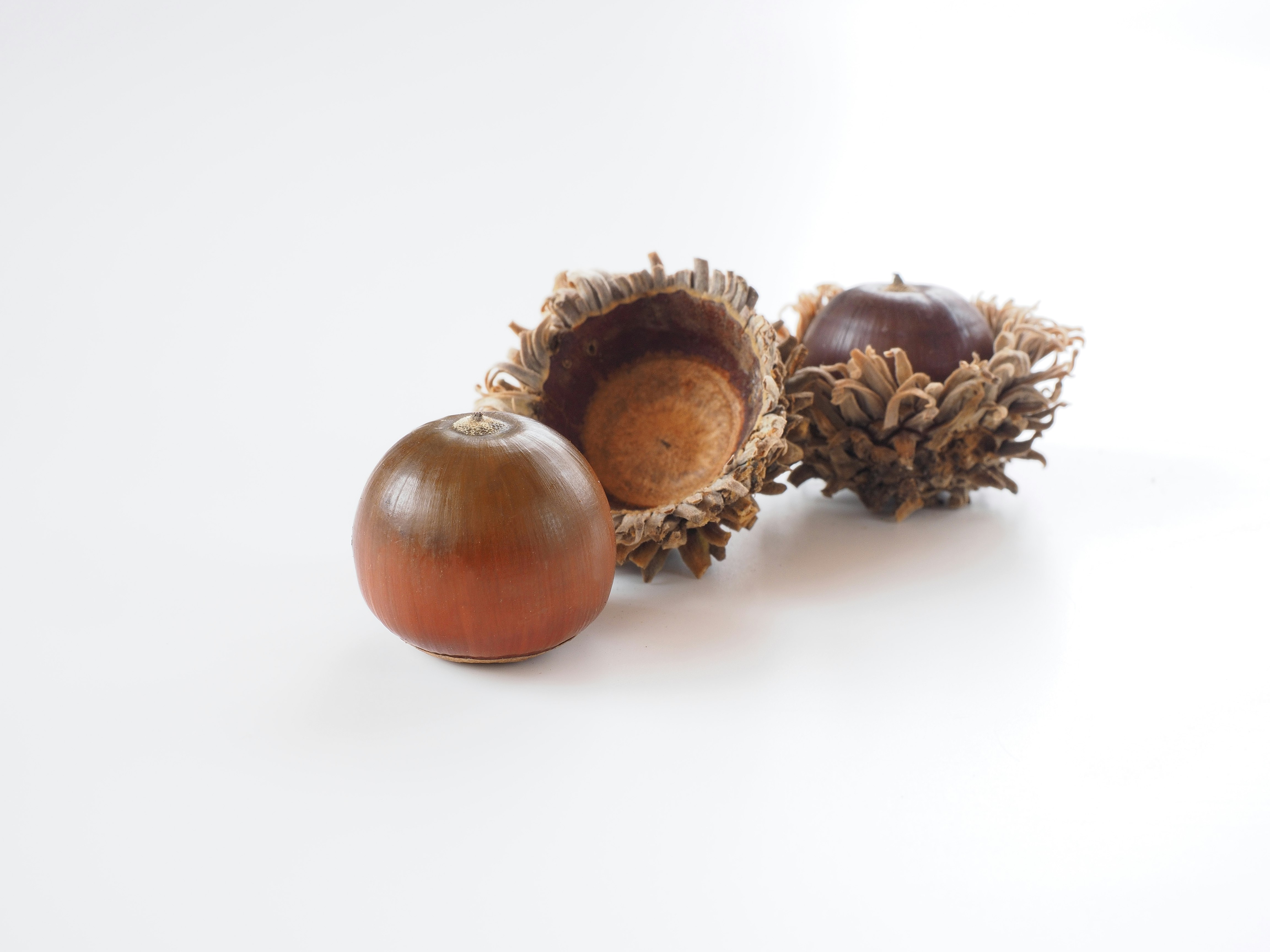 minimal still life of wooden nuts and bulb-like fruit