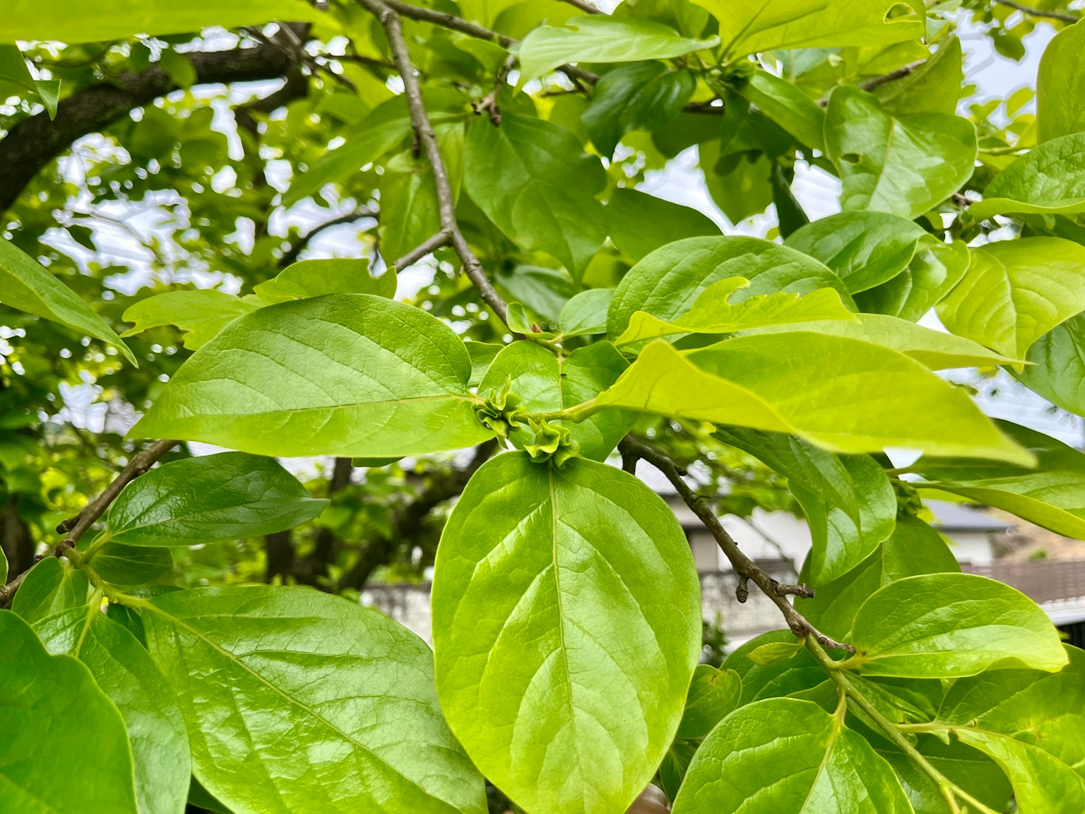 樹枝上鮮豔綠色葉子的特寫