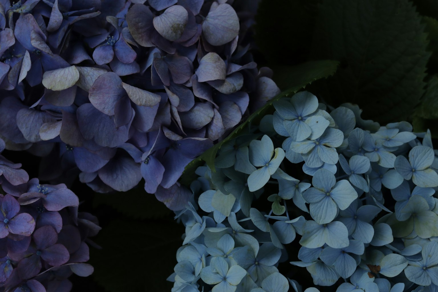 Primo piano di fiori di ortensia viola e blu