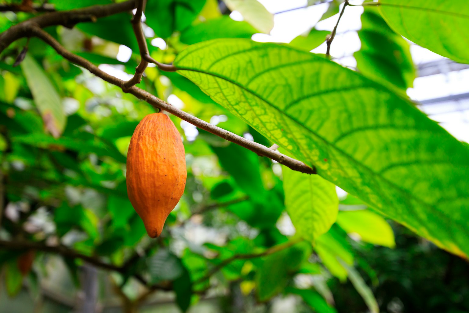 Frutto arancione appeso tra foglie verdi