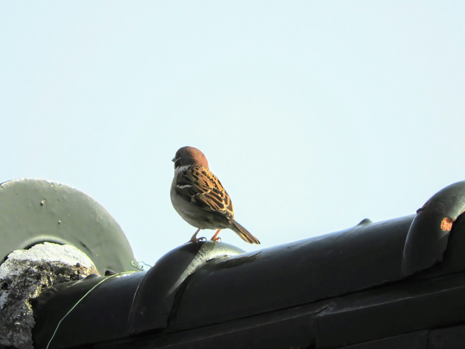 นกตัวเล็กนั่งอยู่บนหลังคาพร้อมท้องฟ้าสีฟ้าใสเป็นพื้นหลัง