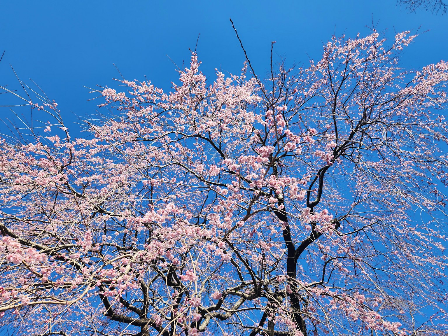 Kirschbaumzweige mit hellrosa Blüten vor blauem Himmel