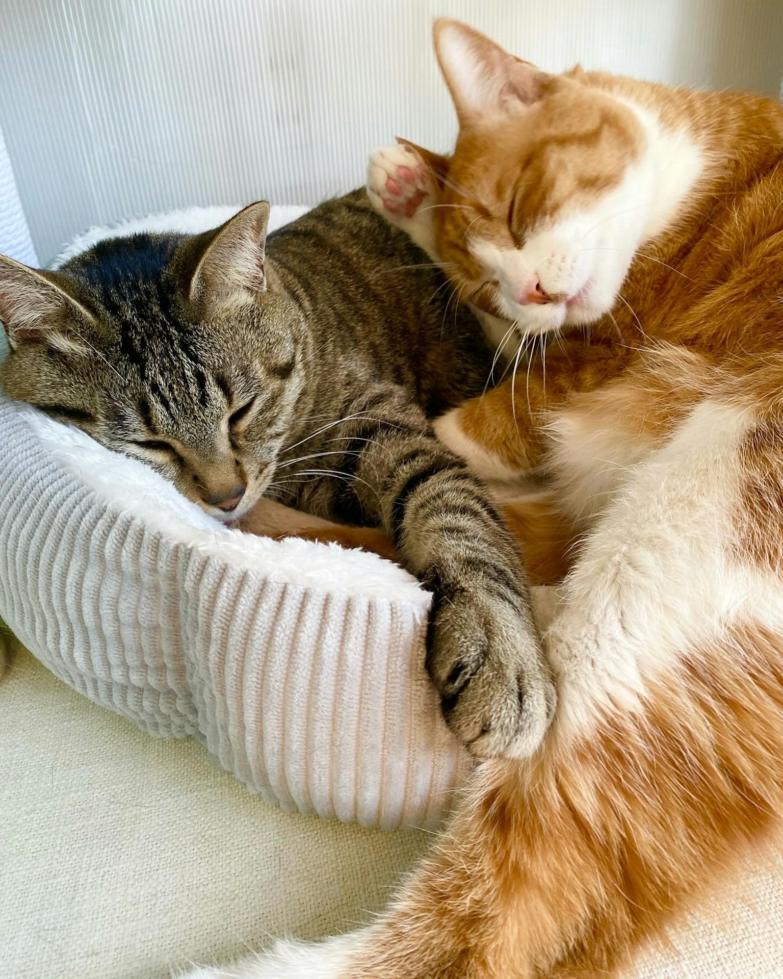 Dos gatos acurrucados juntos en una cama acogedora