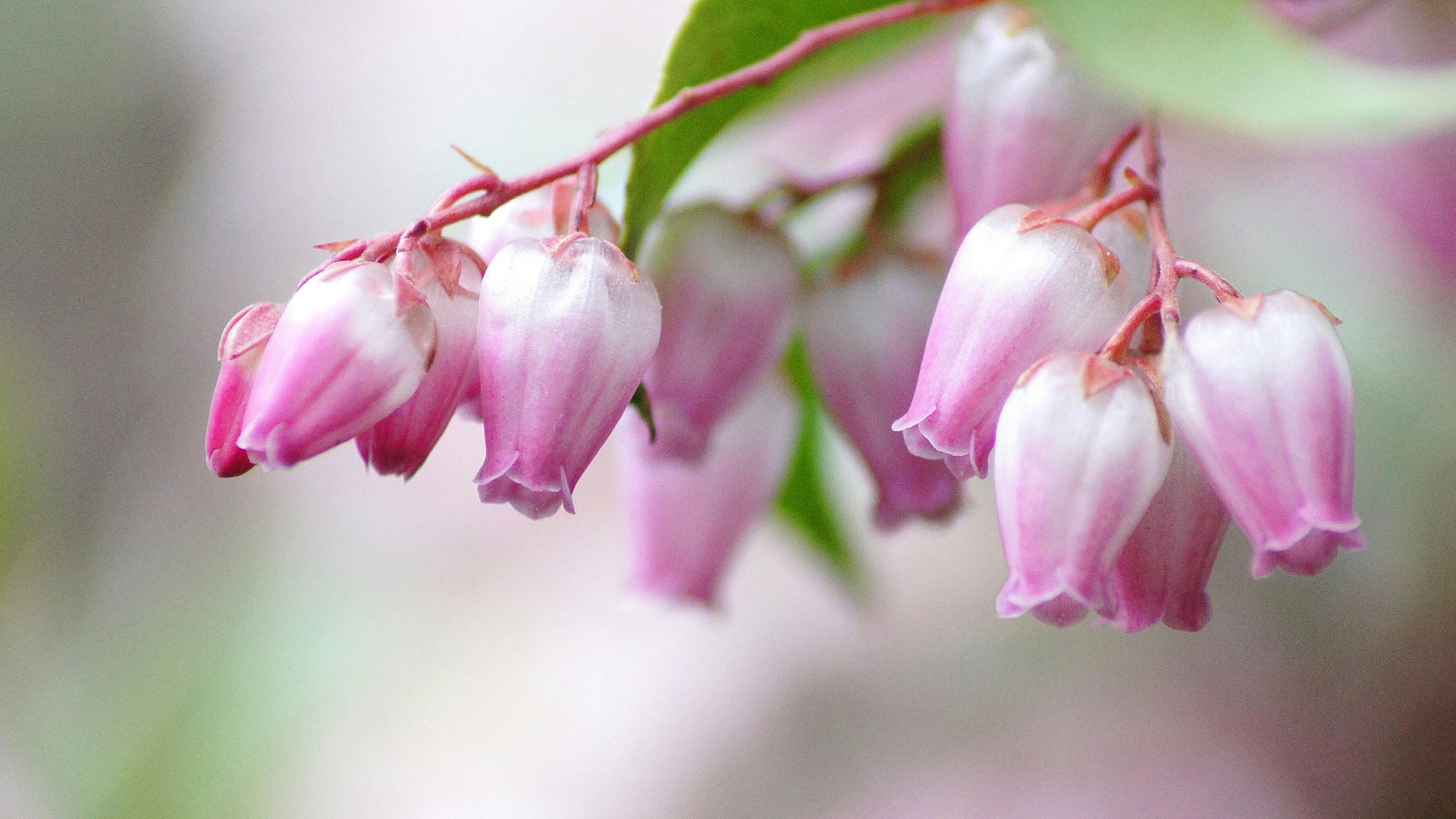 アセビの花が連なる小枝のクローズアップ