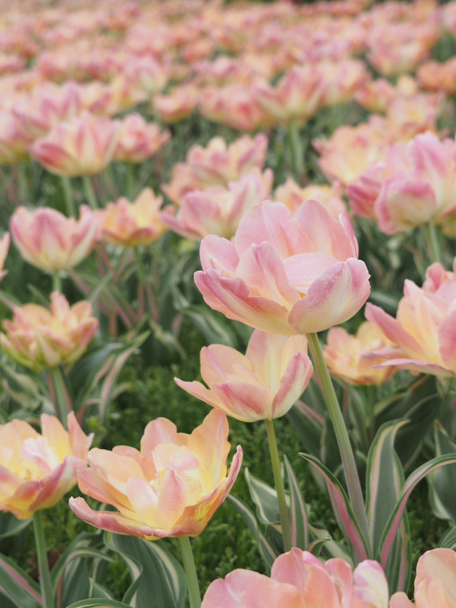 Field of blooming pink tulips with green foliage