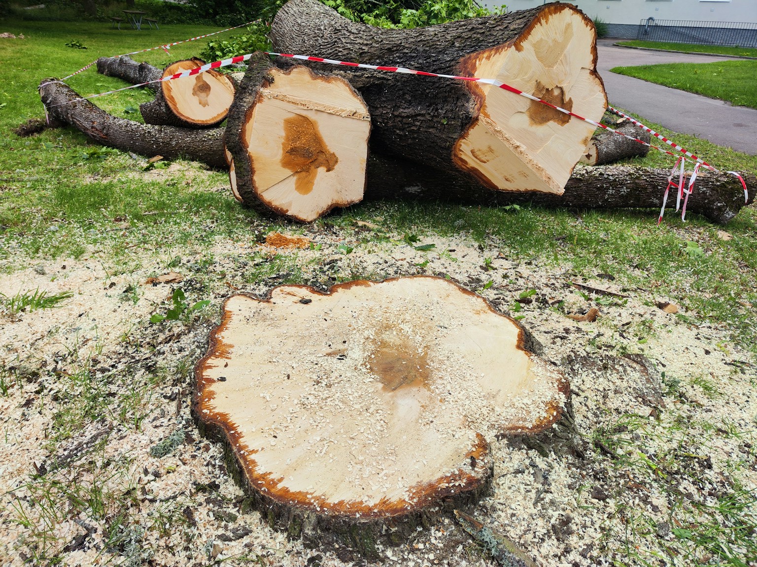 Gambar yang menunjukkan tunggul pohon dan kayu yang dipotong dengan cincin tahun yang terlihat