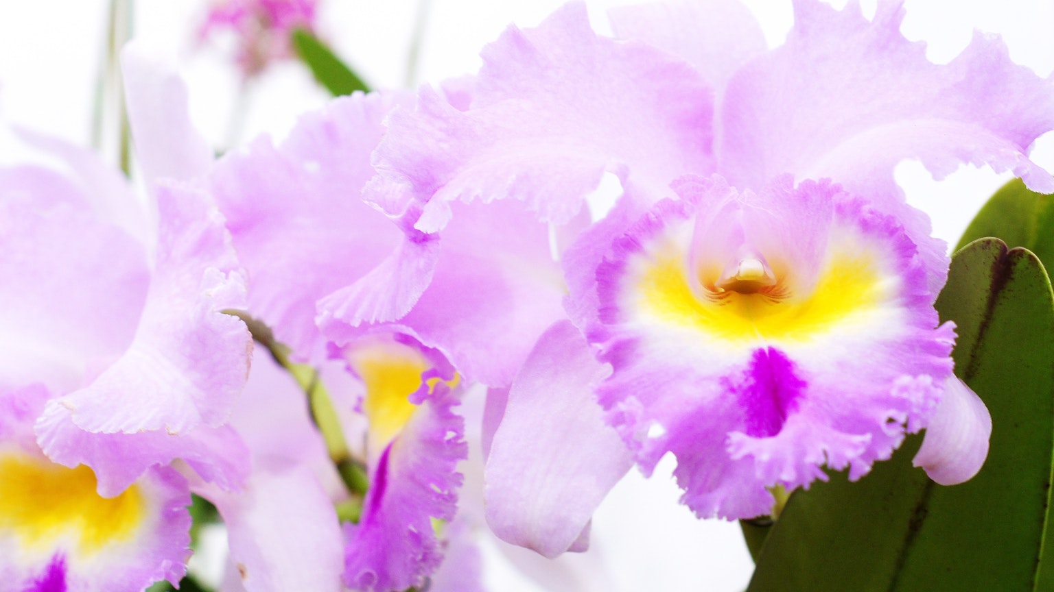 Schöne lila Orchideen in Blüte