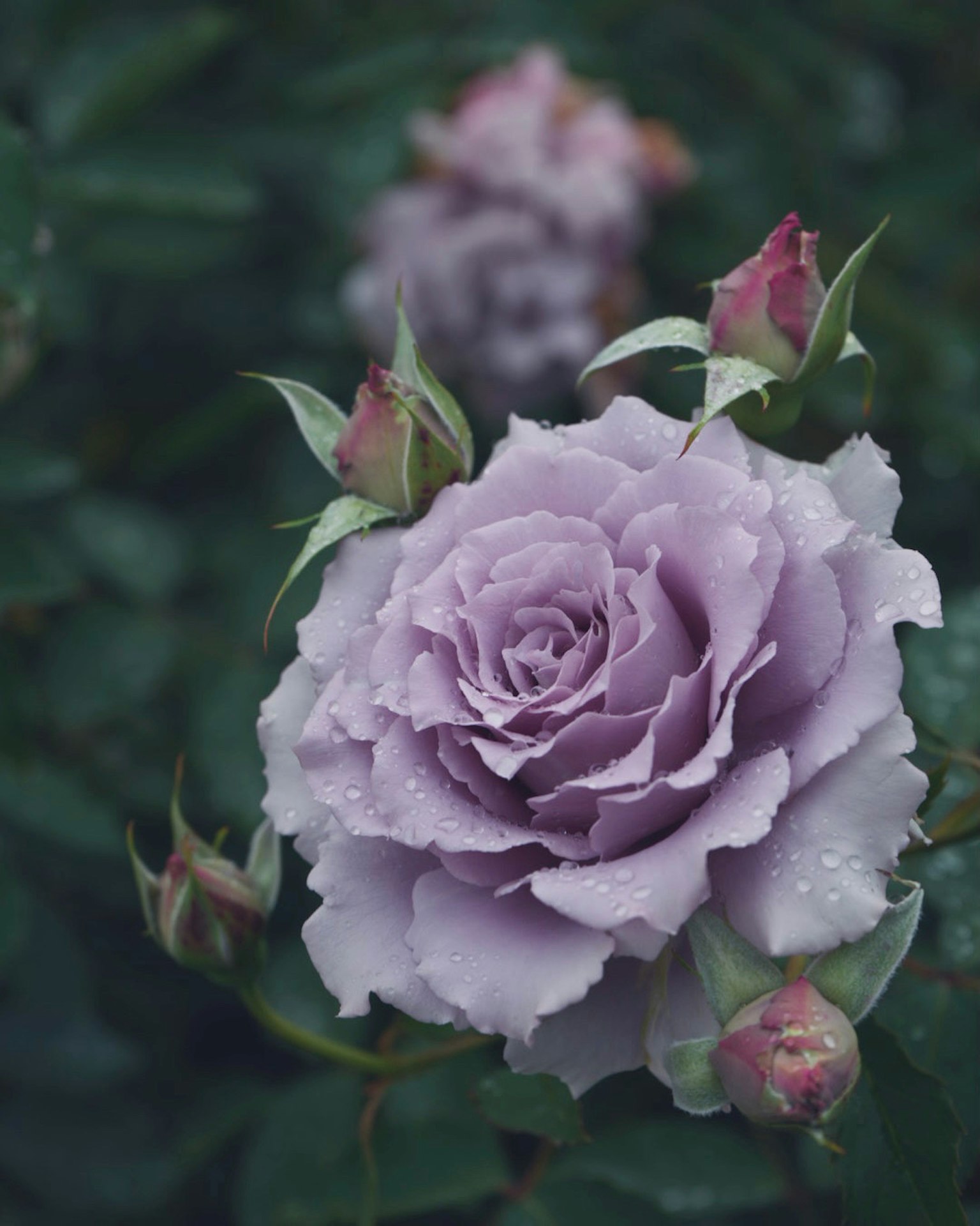 Une rose lavande en fleurs entourée de boutons sur un fond vert