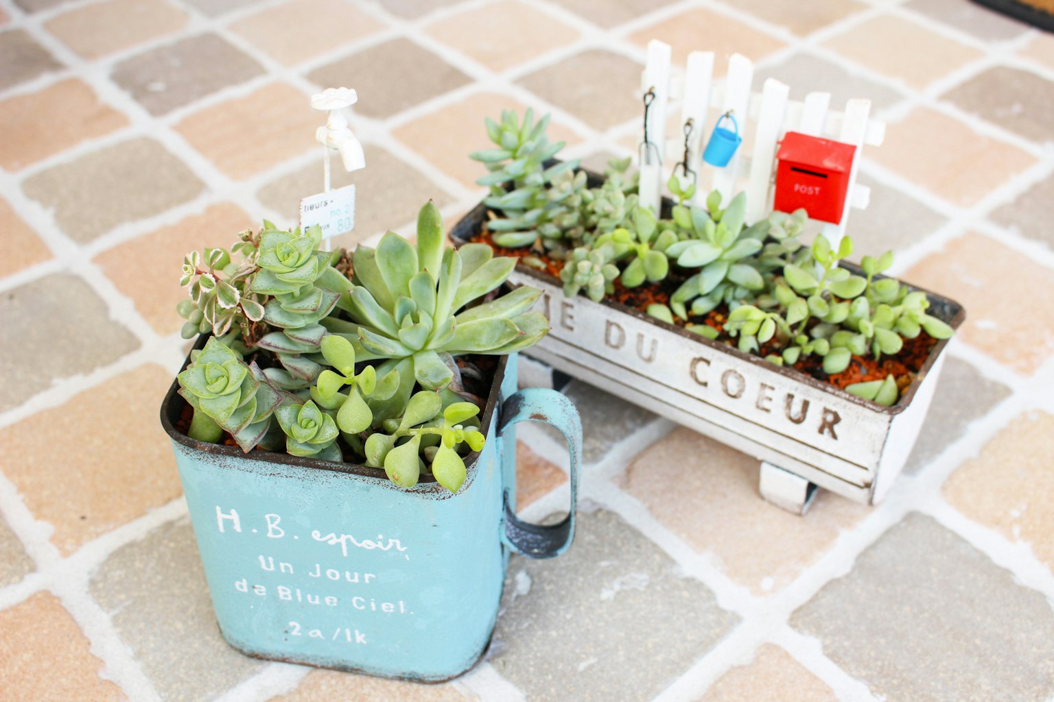 Set di succulente in un vaso blu e un vaso bianco