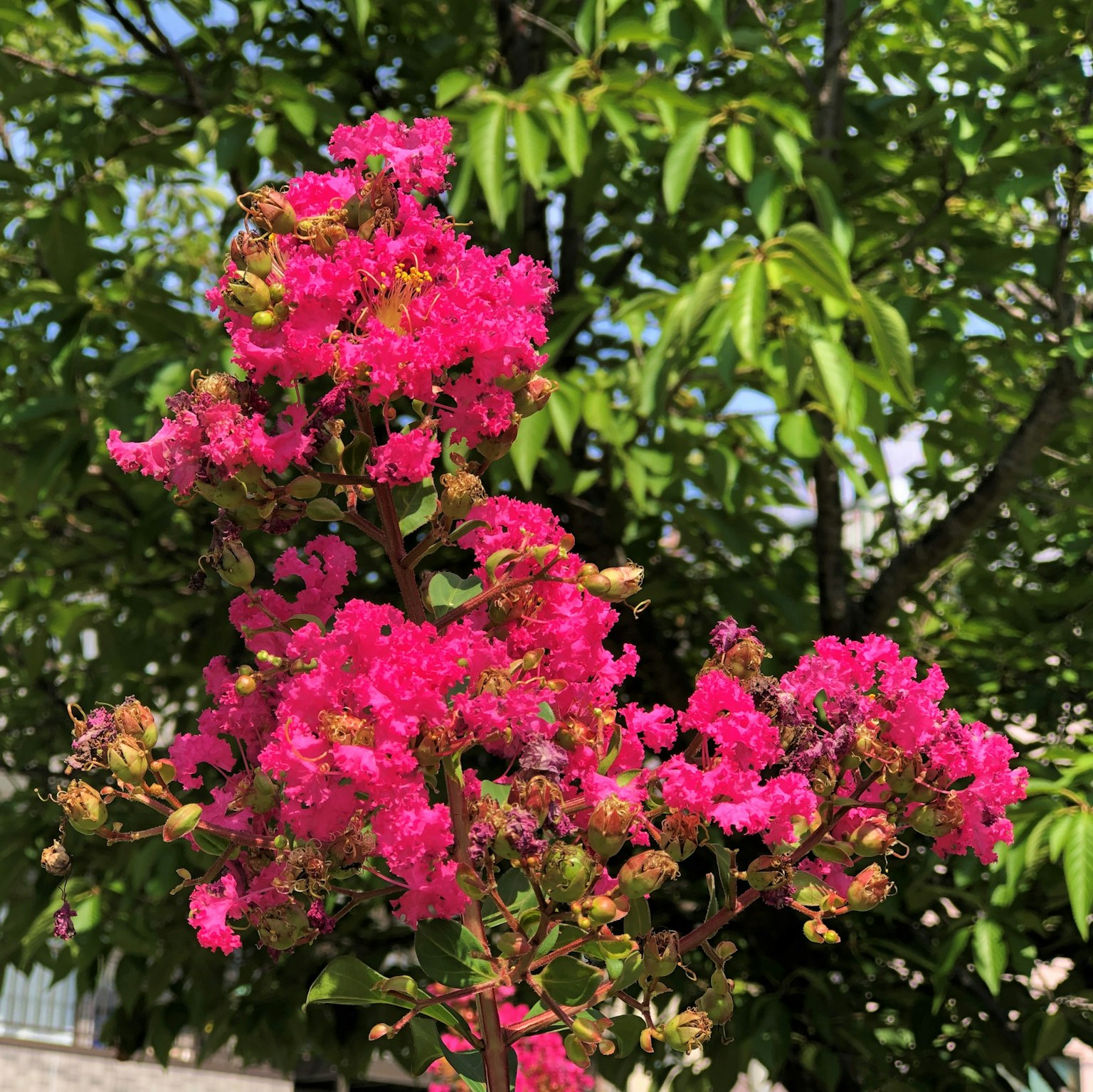 Ramo di un albero di mirto cremoso con fiori rosa vivaci