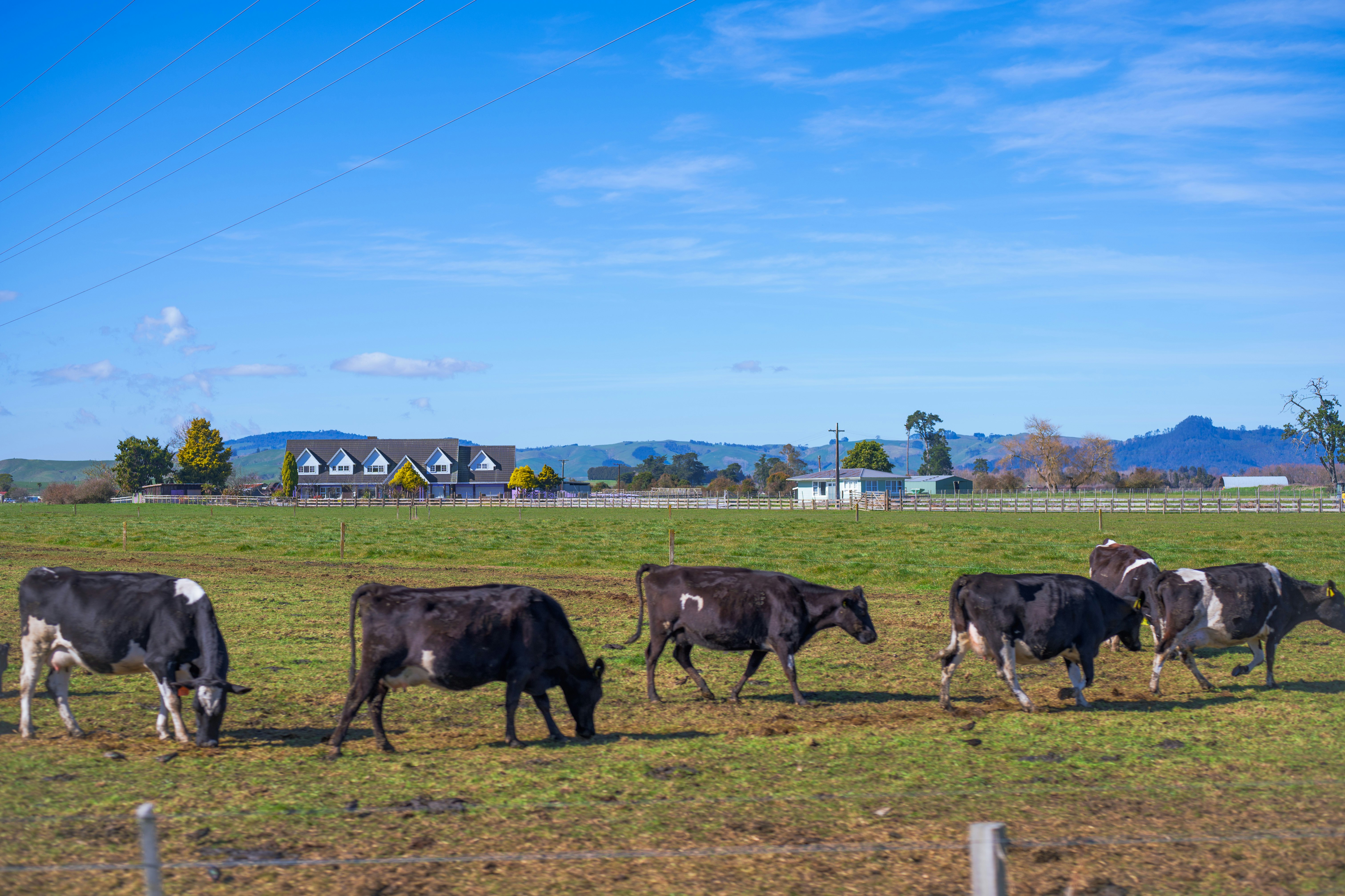 a herd of black cattle walking across a grassy field