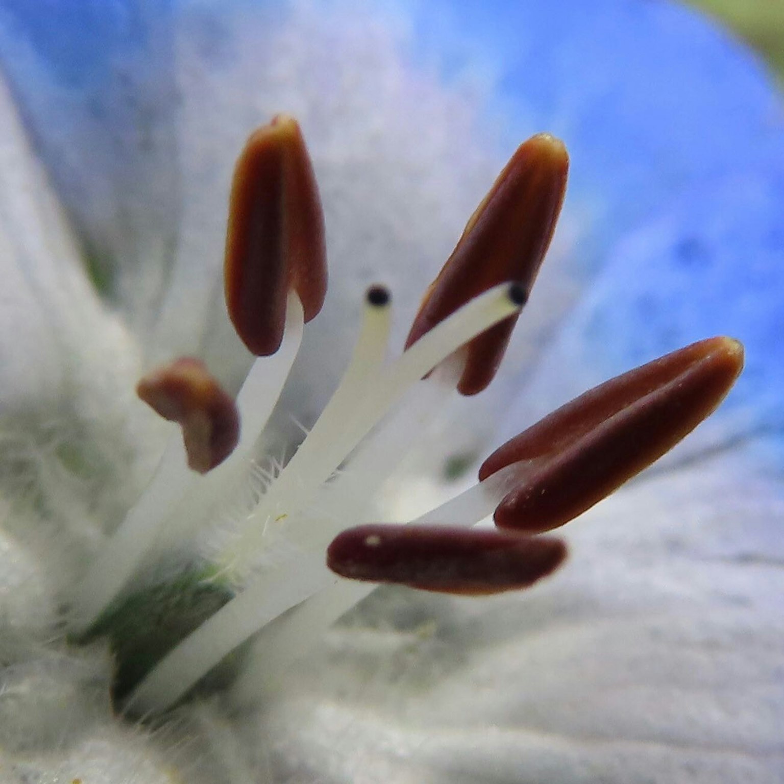Gros plan d'une fleur bleue montrant des pétales blancs et des étamines brunes