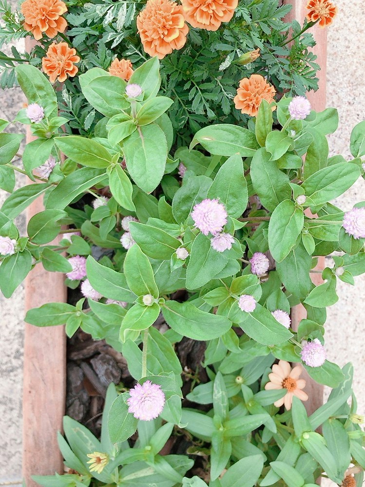 potted flower arrangement with orange and pink blossoms
