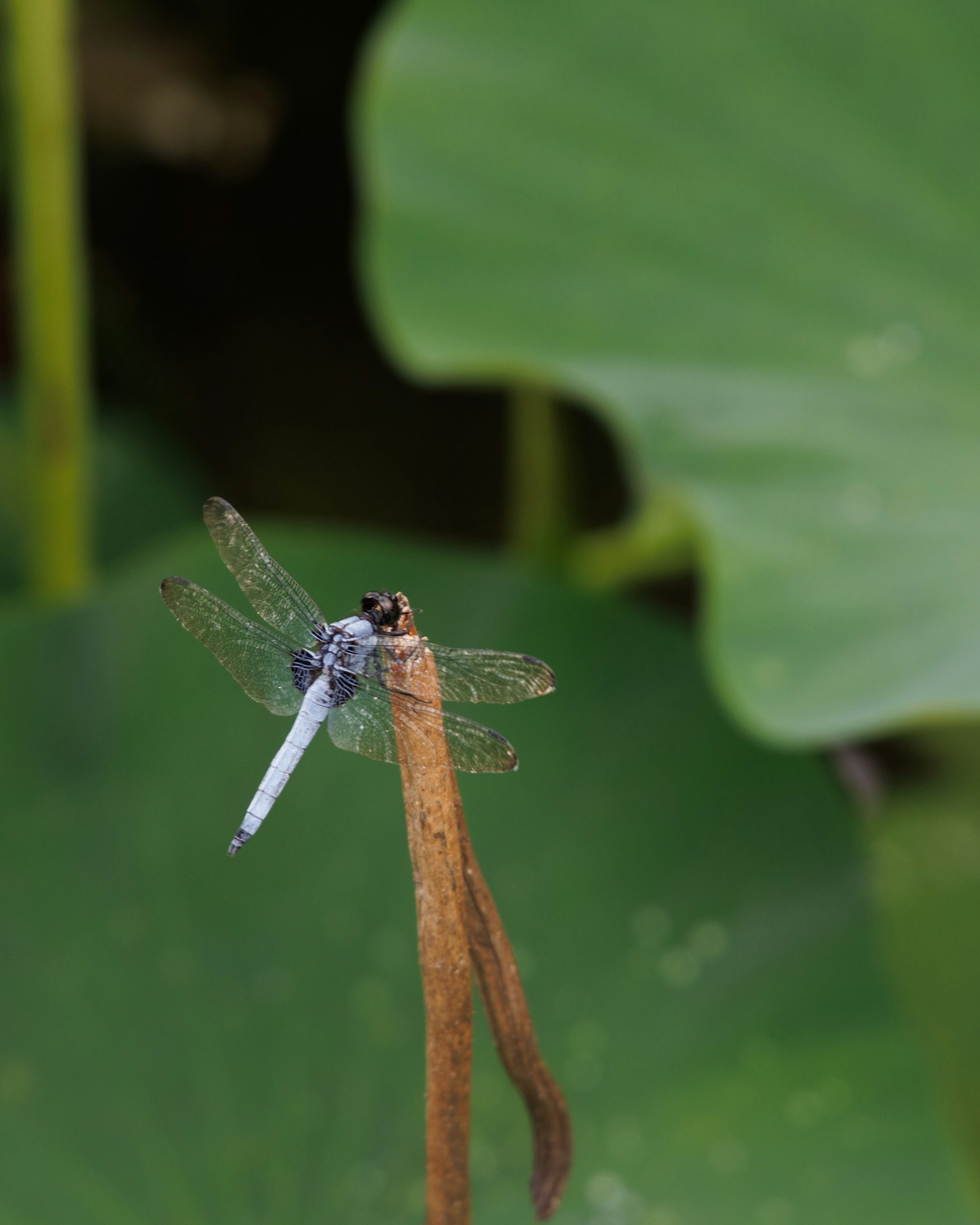 Blue dragonfly perched on a brown stem with green lily pads in the background