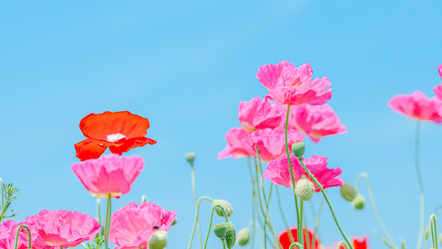Pink and red flowers blooming under a blue sky