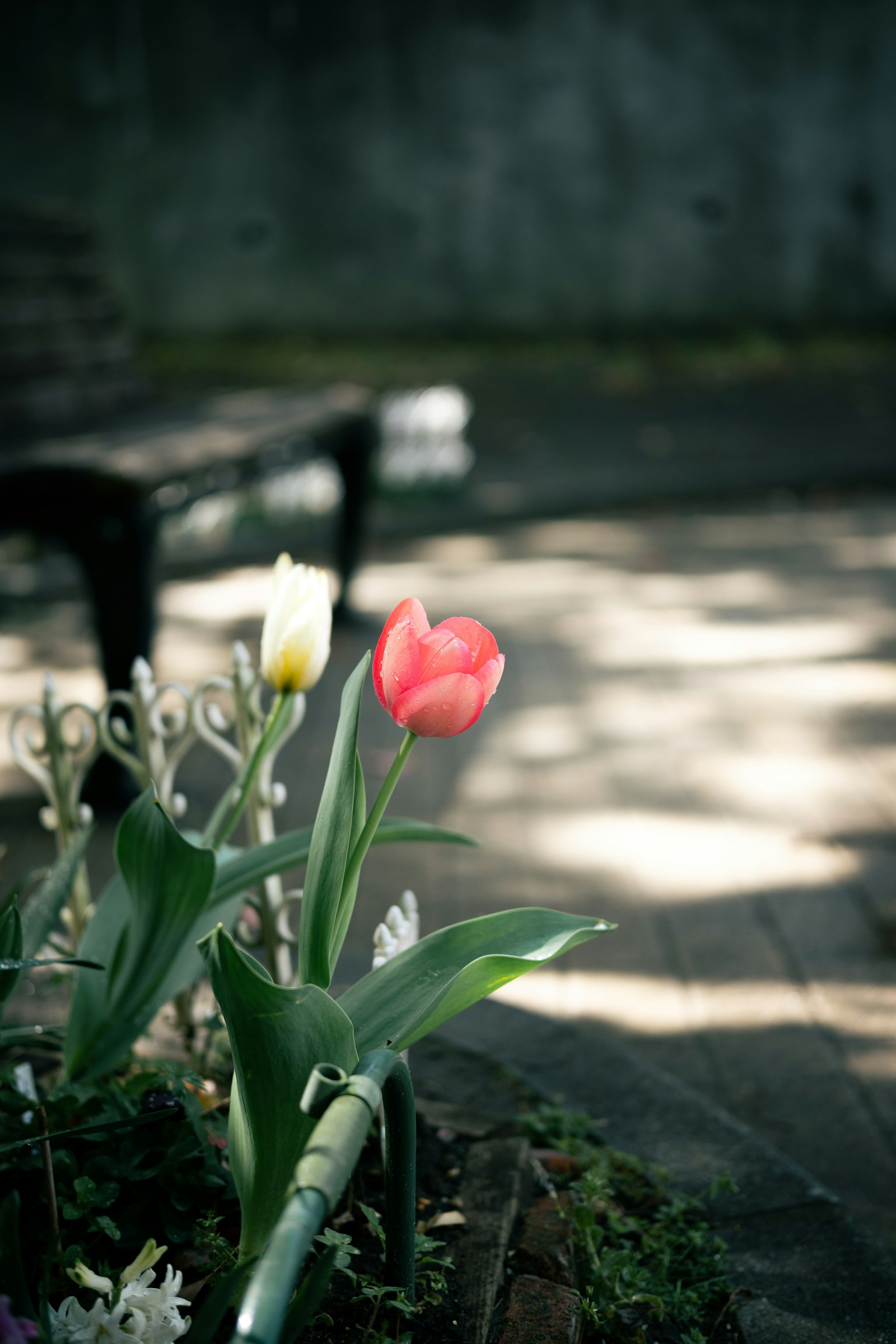 Tulip merah dan putih yang mekar di taman bunga