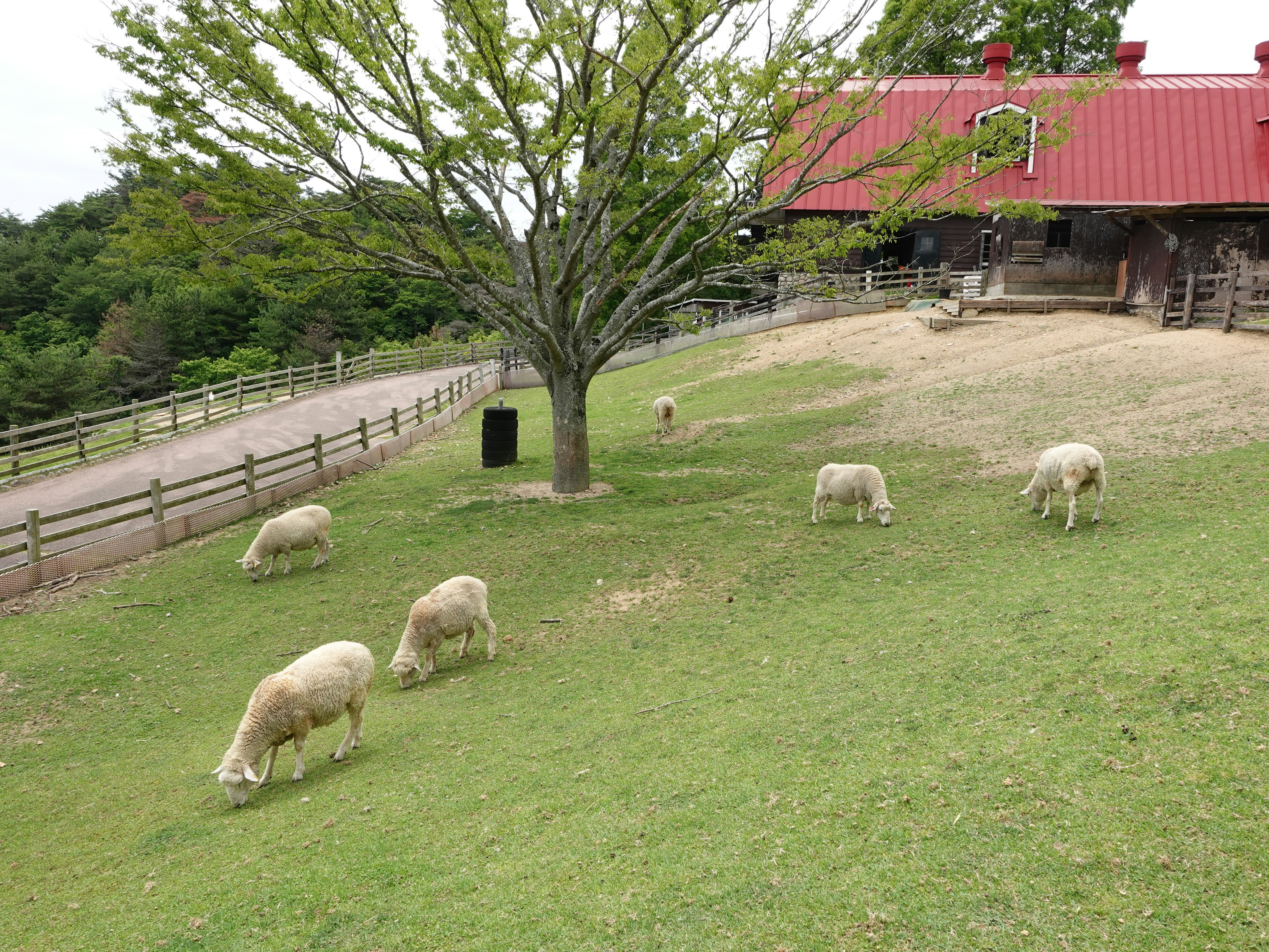 牧草地で草を食む羊の群れと木々のある牧場の風景