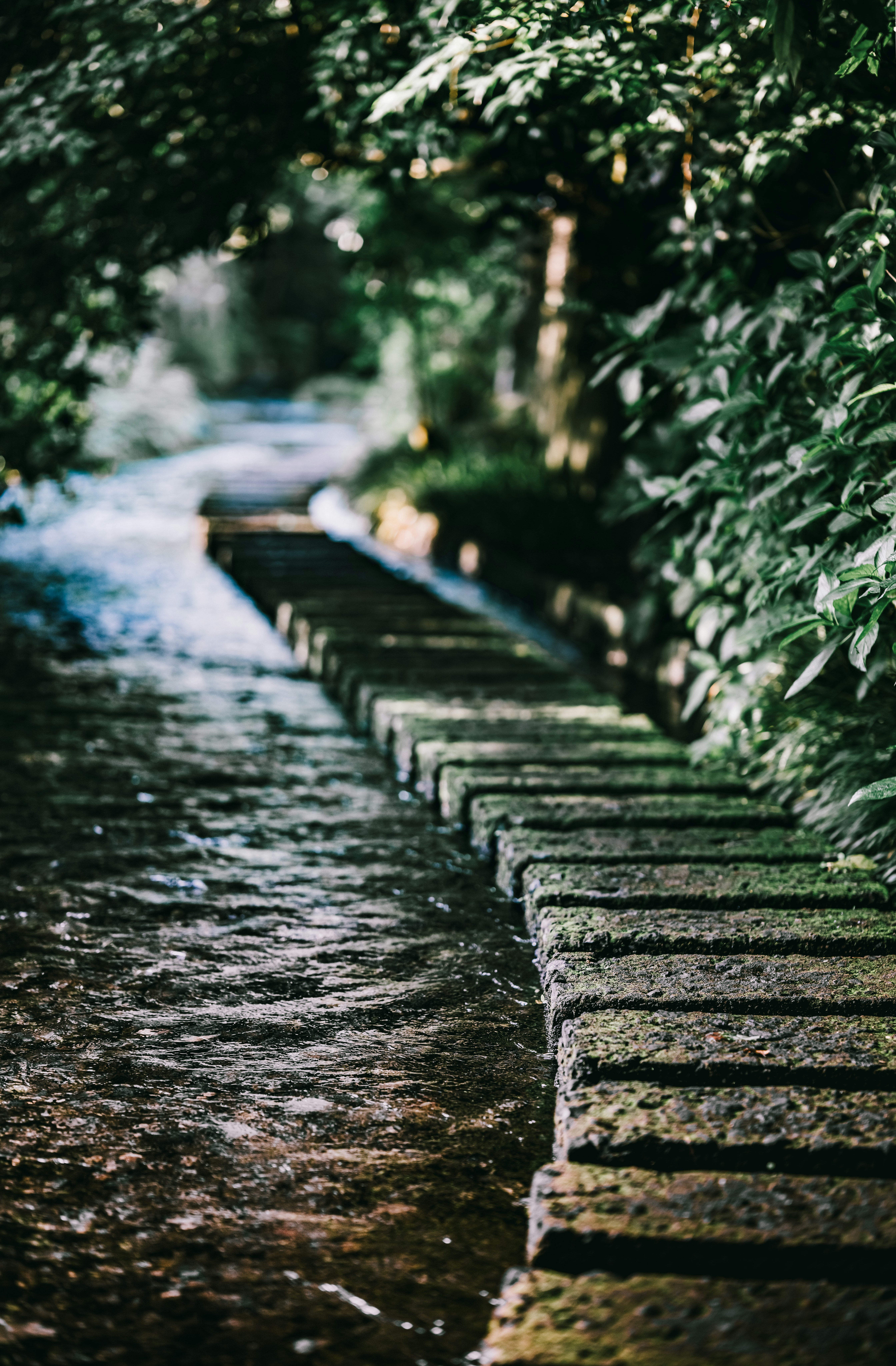 stone steps path surrounded by trees