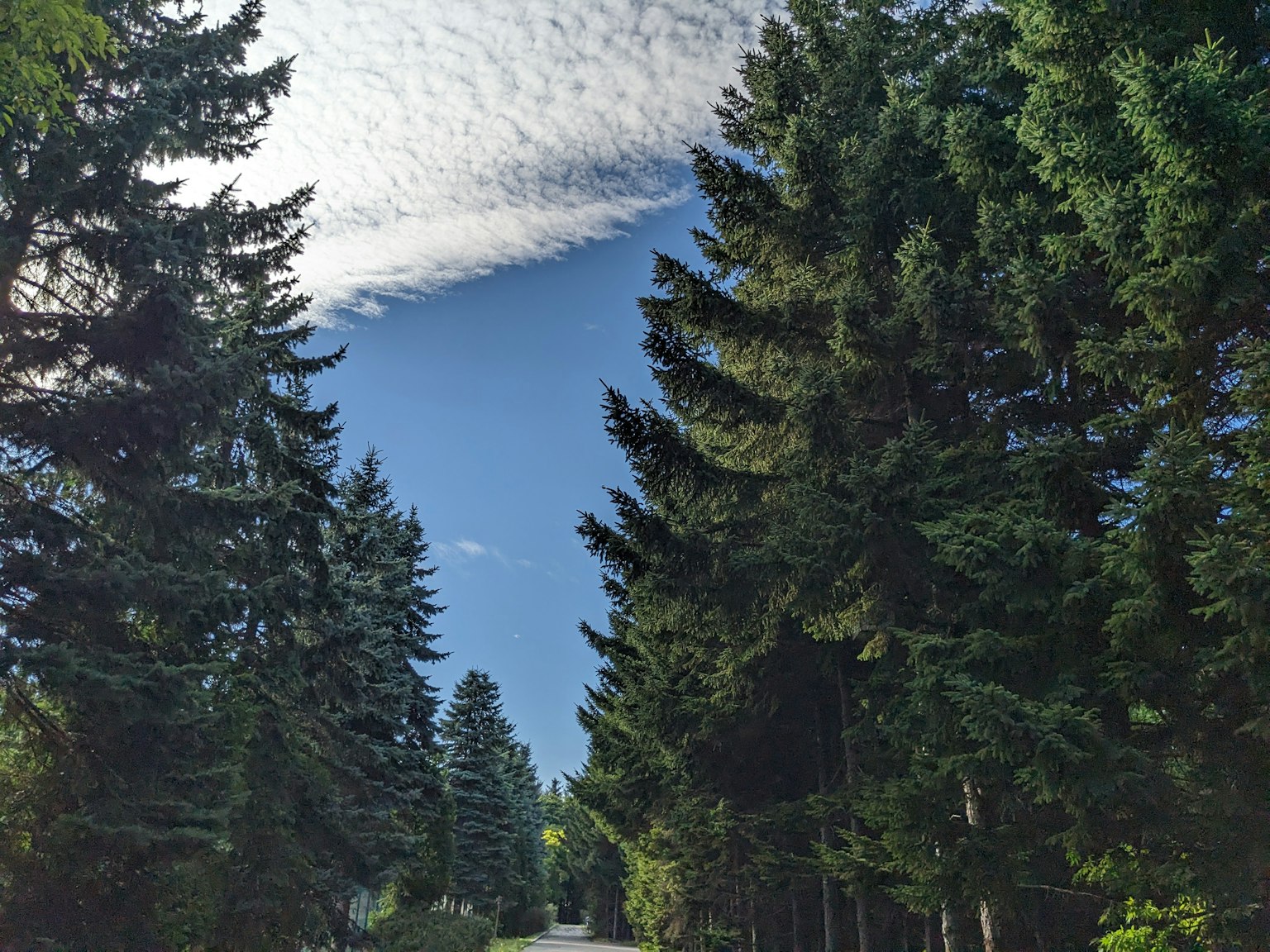 Üppiger, baumgesäumter Weg unter einem klaren blauen Himmel