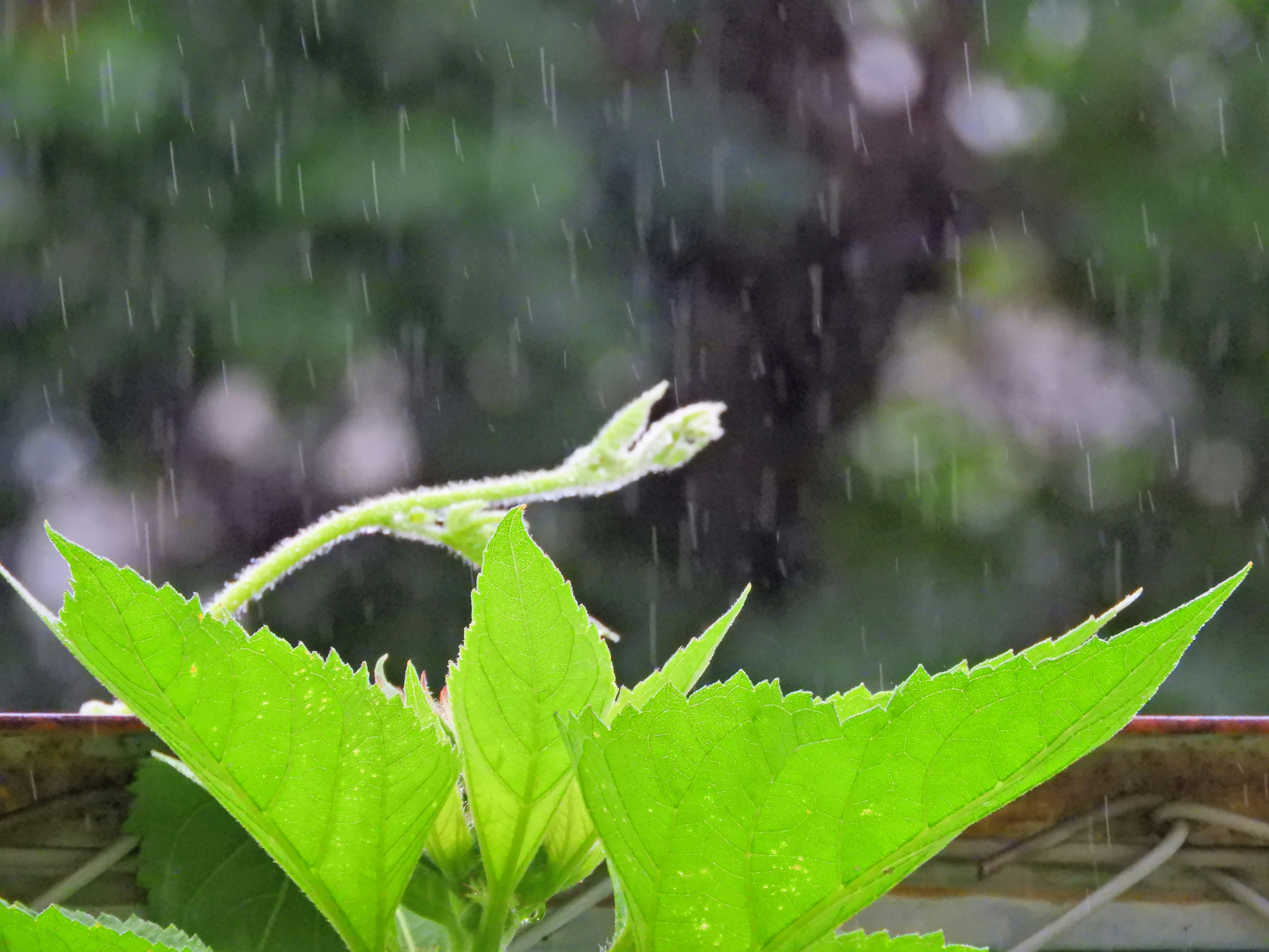 雨に濡れる若葉のクローズアップ