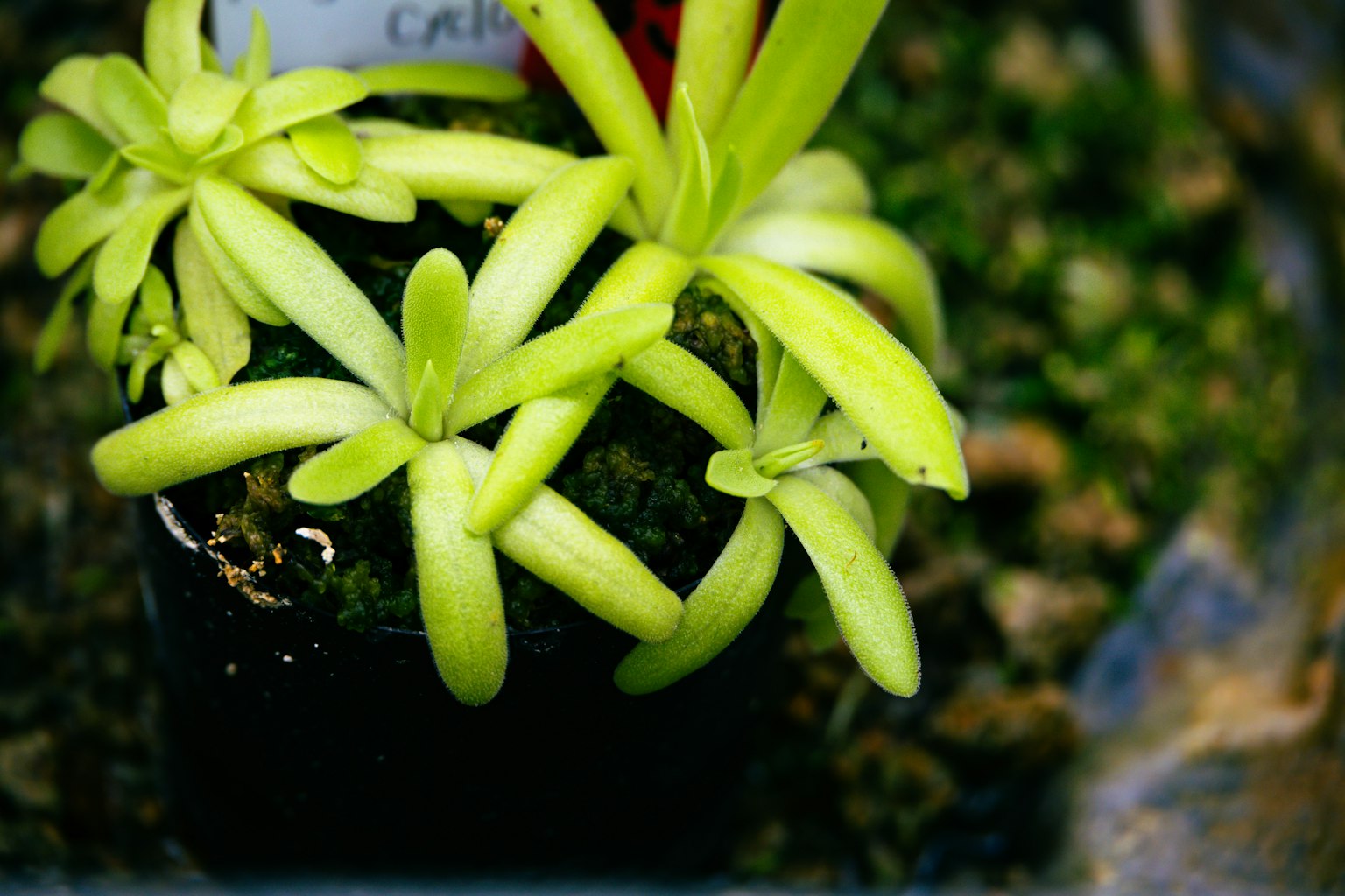 Vibrant green plant with elongated leaves in a black pot